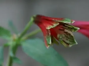 Inca Lily.Parrot Lily (Alstroemeria Psittacina) — commonly known as Parrot Lily or Inca Lily