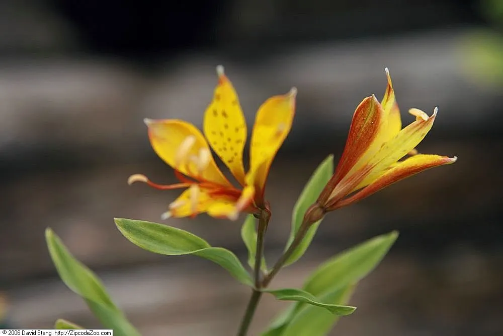 Inca Lily.Parrot Lily (Alstroemeria Psittacina) — Its funnel-shaped blooms flaunt streaked petals in red to burgundy, with exotic spotted markings