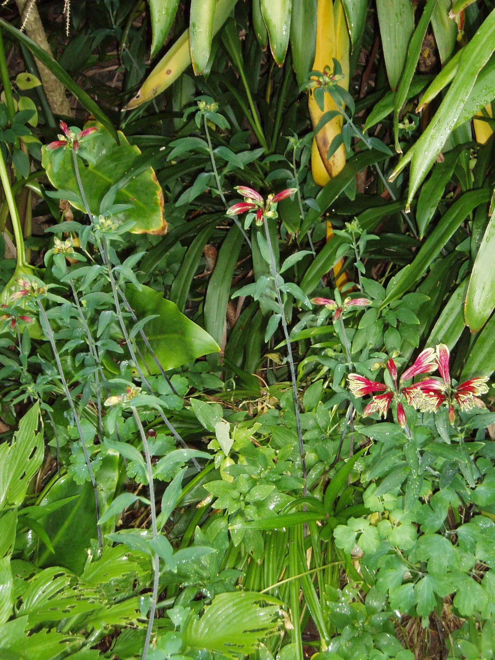 Inca Lily.Parrot Lily (Alstroemeria Psittacina) — this plant adds bold color and texture to any garden bed or container display