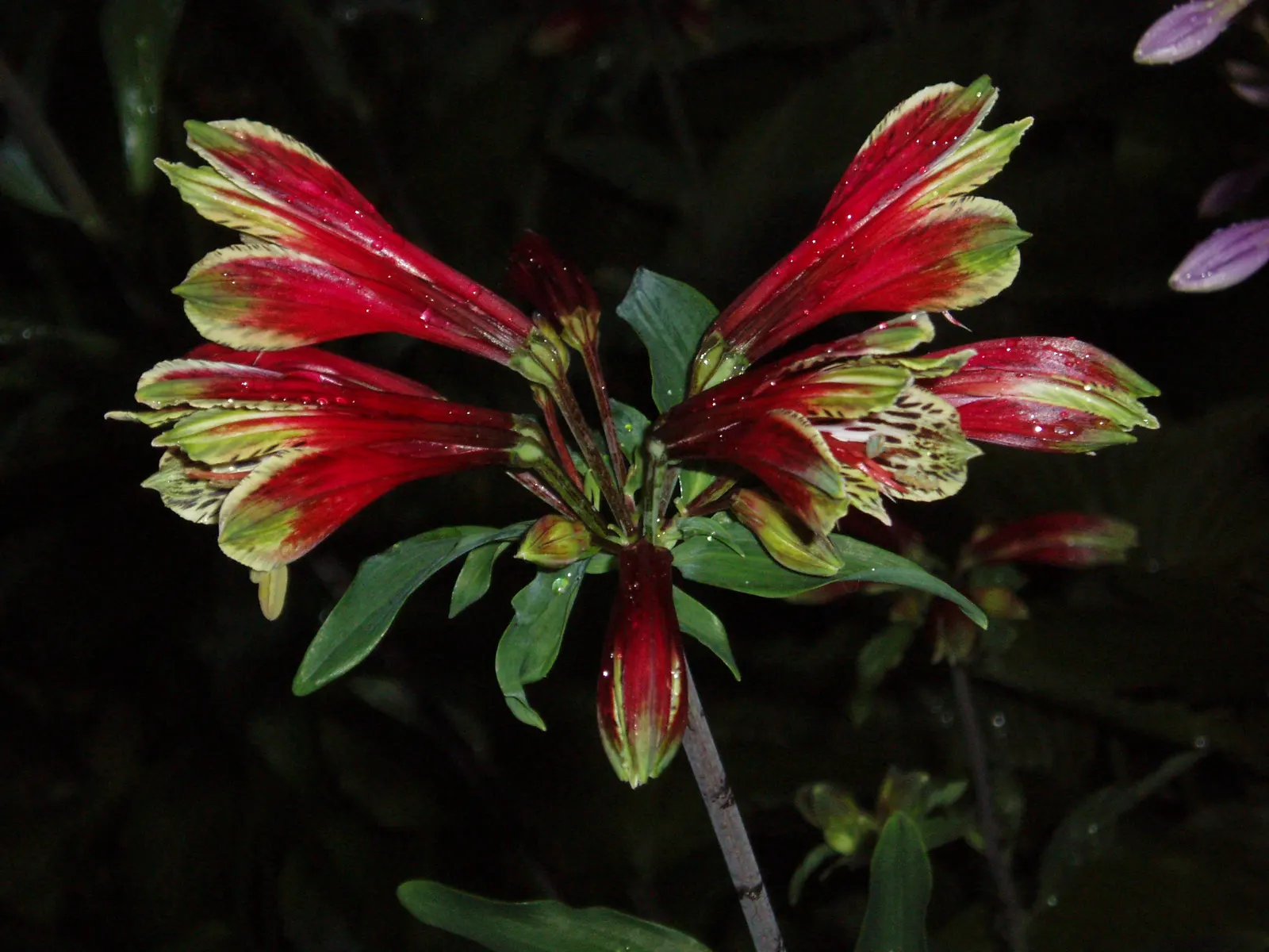 Inca Lily.Parrot Lily (Alstroemeria Psittacina) — with peak blooming in early to mid-summer