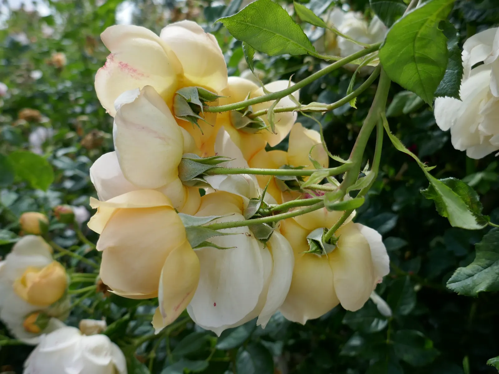 Wollerton Old Hall Climbing Rose (Rosa 'Wollerton Old Hall') — Regular deadheading encourages repeat flowering throughout the season