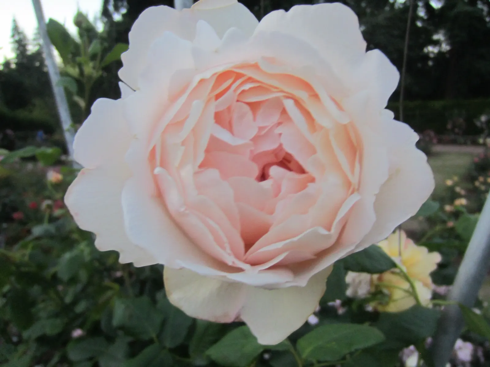 Wollerton Old Hall Climbing Rose (Rosa 'Wollerton Old Hall') — The Rosa 'Wollerton Old Hall' is an exquisite climbing rose that emanates timeless charm and