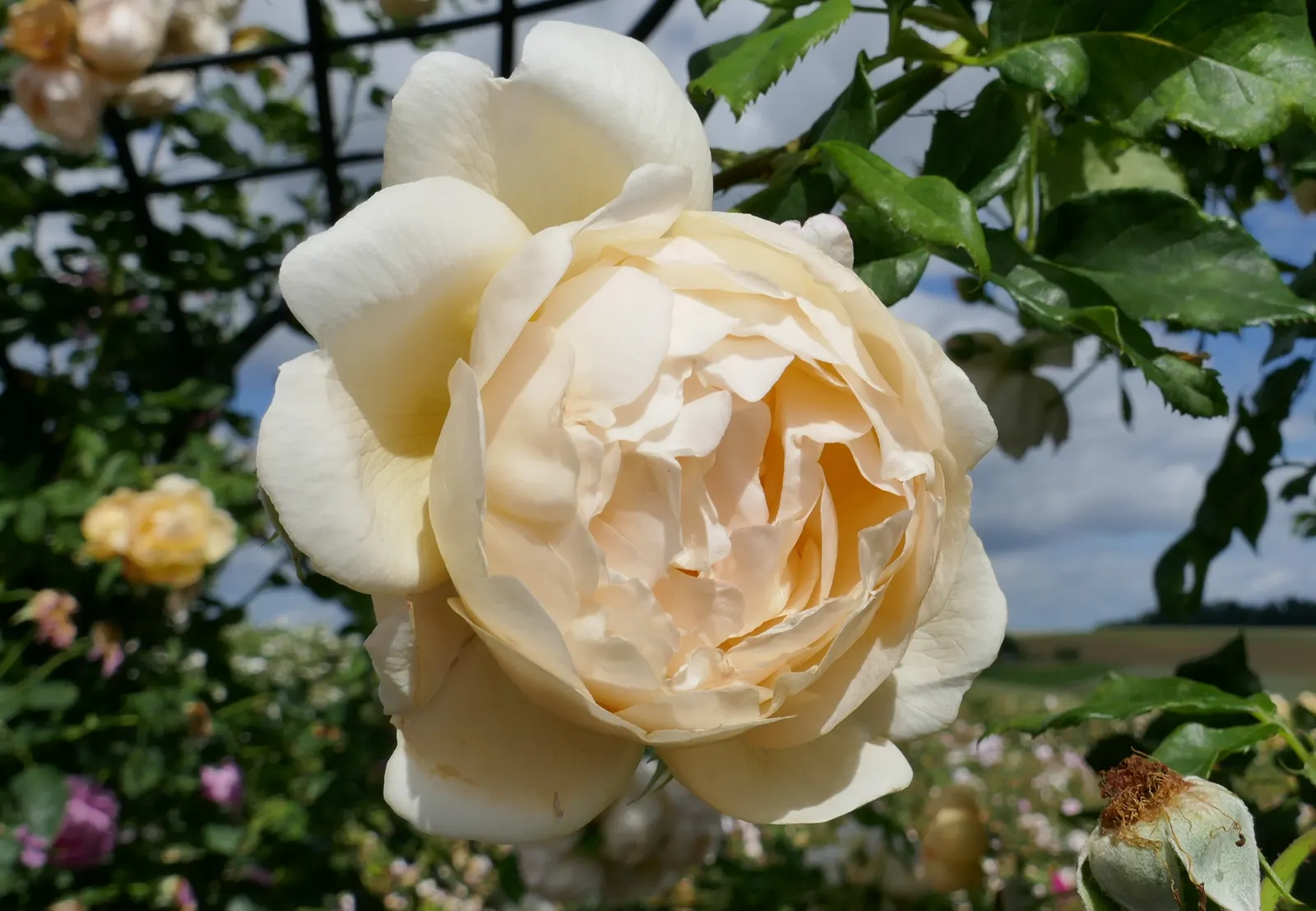 Wollerton Old Hall Climbing Rose (Rosa 'Wollerton Old Hall') — Rosa 'Wollerton Old Hall' is a robust climbing rose, famed for its strong, distinctive myrrh