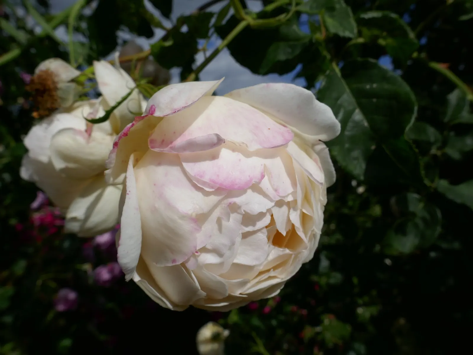 Wollerton Old Hall Climbing Rose (Rosa 'Wollerton Old Hall') — This climber reaches up to 8 feet high and spreads about 4 feet wide, making it ideal for