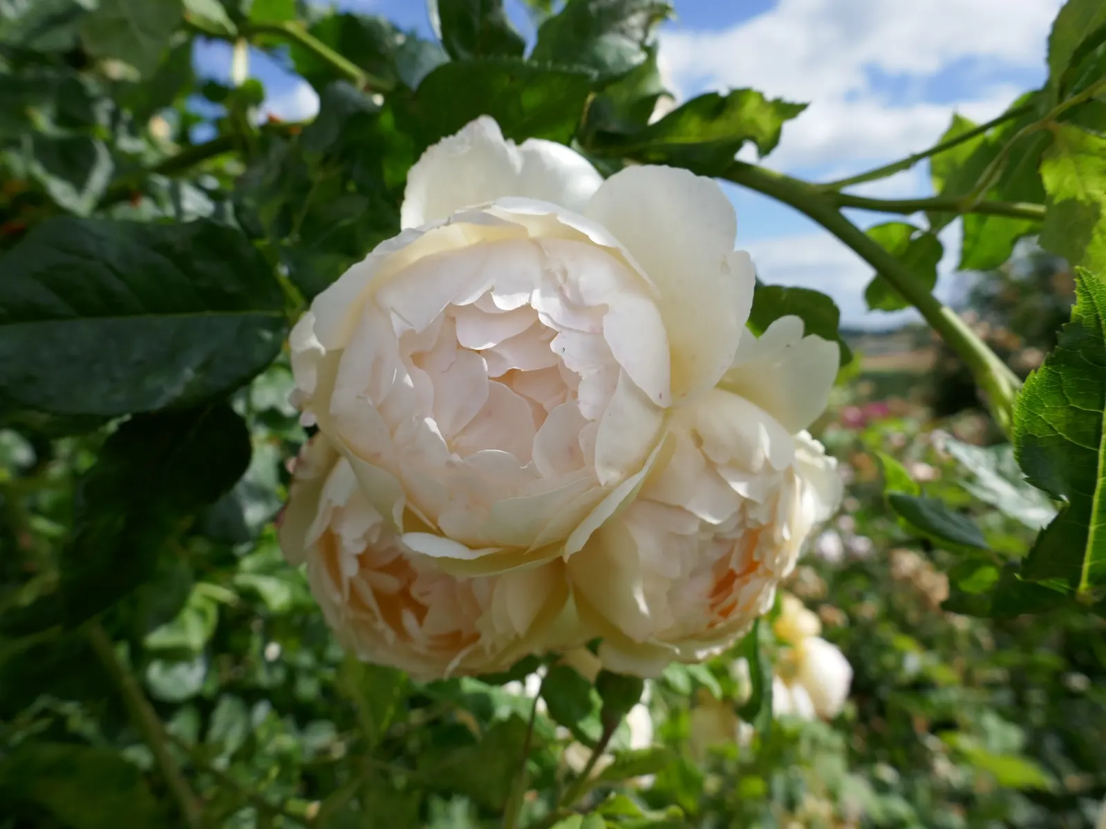Wollerton Old Hall Climbing Rose (Rosa 'Wollerton Old Hall') — It boasts large, plush apricot blooms that mature to creamy white