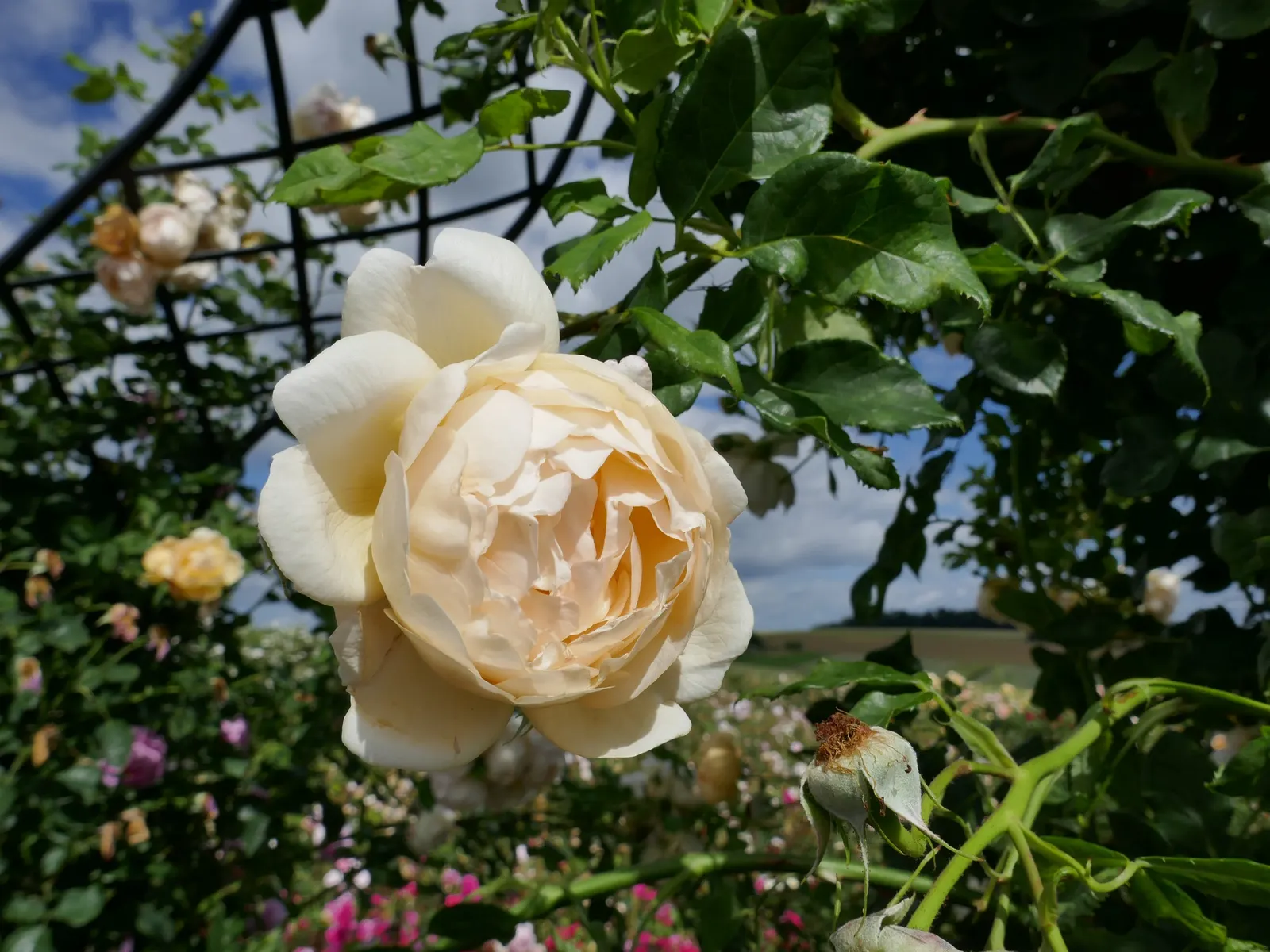 Wollerton Old Hall Climbing Rose (Rosa 'Wollerton Old Hall') — It flourishes in full sun to partial shade in well-drained soils