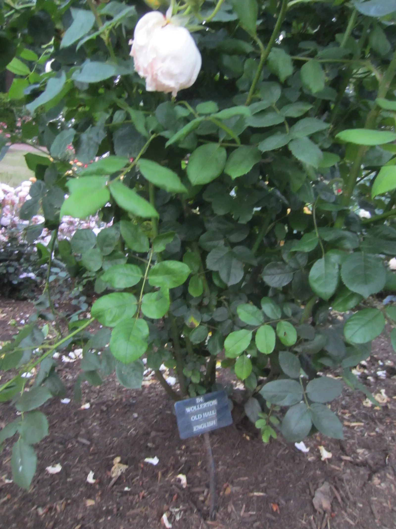 Wollerton Old Hall Climbing Rose (Rosa 'Wollerton Old Hall') — ideal for enhancing vertical elements within a landscape design