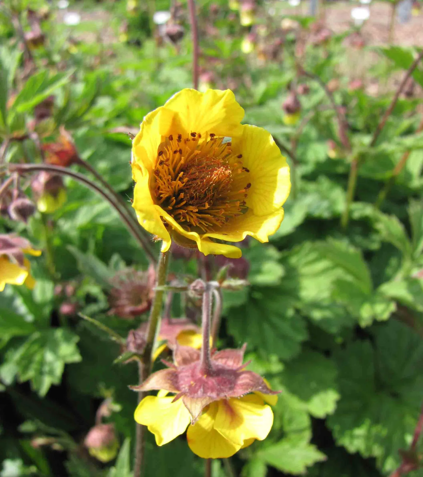 Double-Scarlet Geum (Geum Chiloense) — Regular deadheading promotes longer flowering