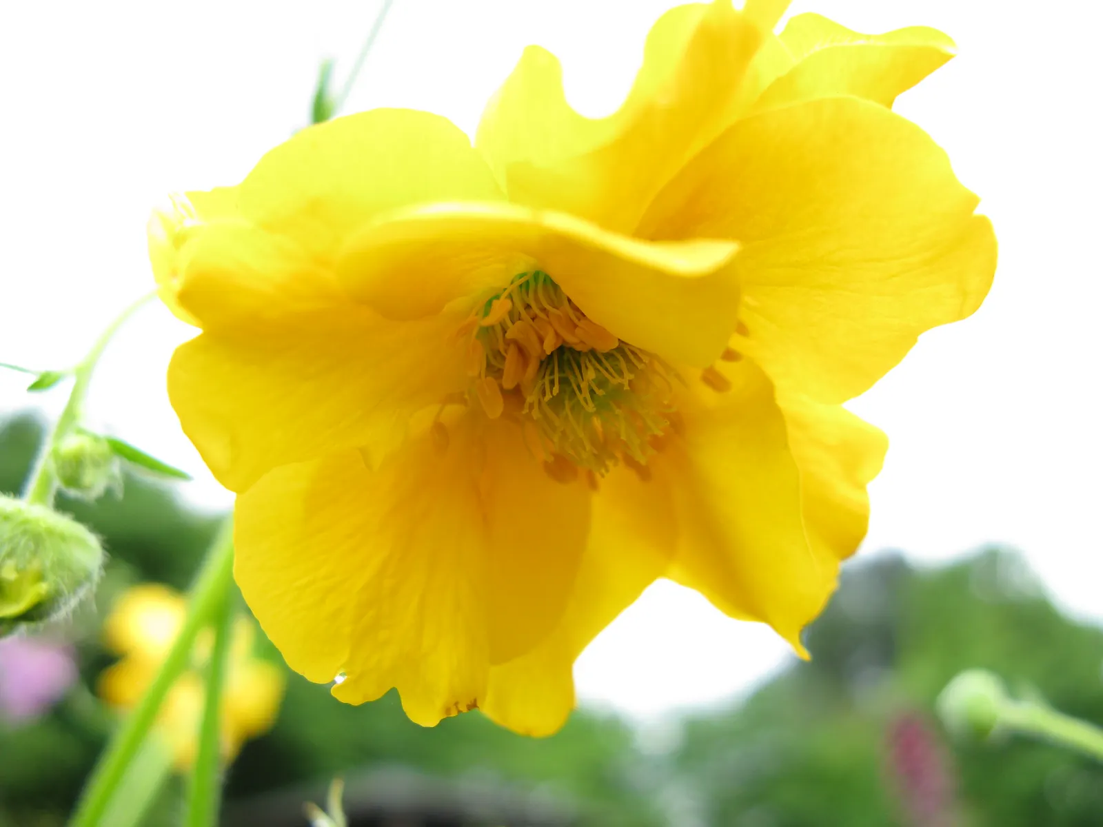 Double-Scarlet Geum (Geum Chiloense) — Preferring full sun to part shade, it's ideal in borders or as ground cover