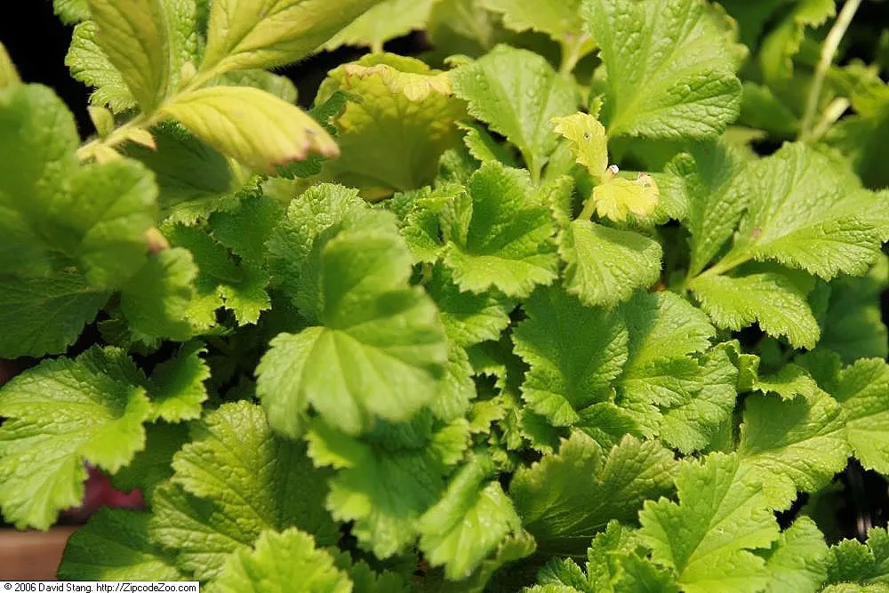 Double-Scarlet Geum (Geum Chiloense) — Thriving in zones 5-9, this hardy plant reaches 18-24 inches in height and spreads 12-18 inches wide