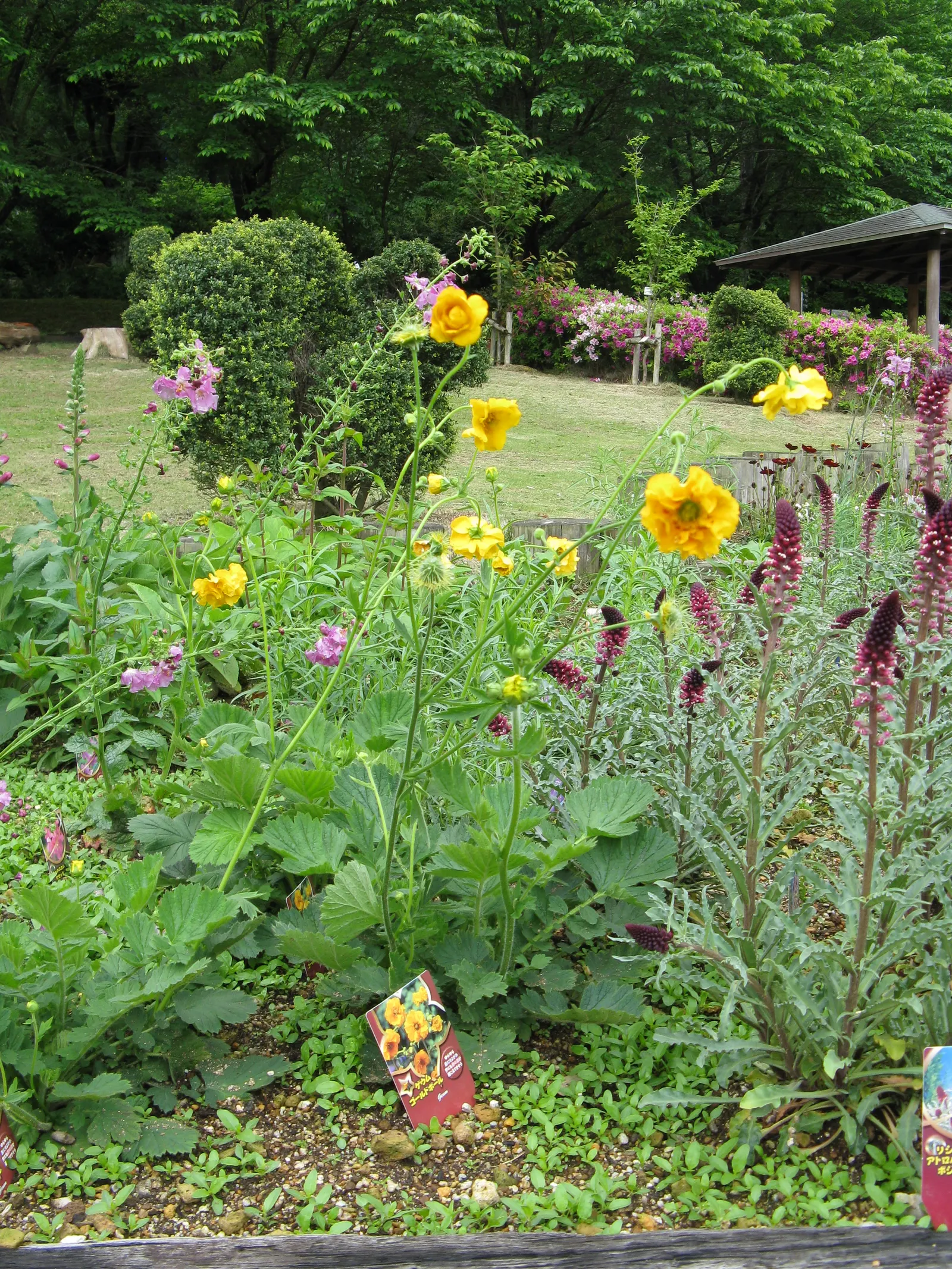 Double-Scarlet Geum (Geum Chiloense) — Blooming from late spring to mid-summer, its scarlet double flowers attract pollinators while resisting deer