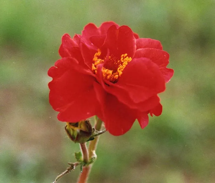 Double-Scarlet Geum (Geum Chiloense) — ruffled blooms reminiscent of miniature roses