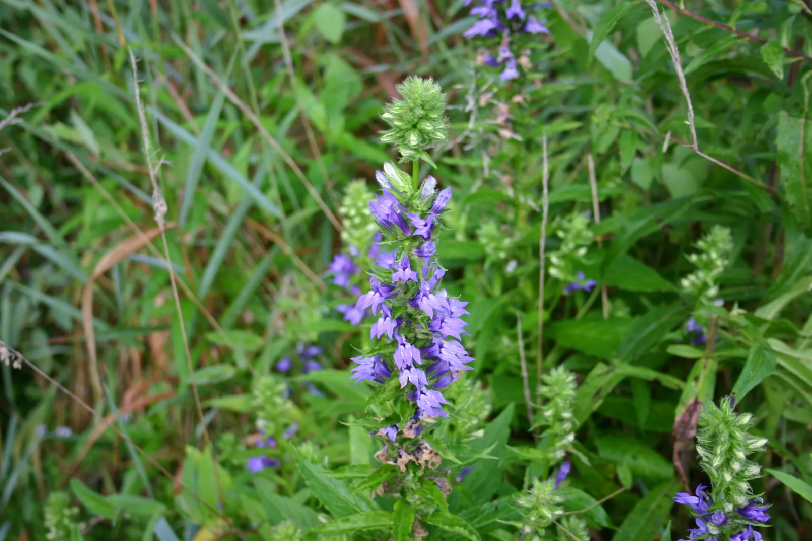 Great Blue Lobelia (Lobelia Siphilitica) — measuring about 1 inch in length; is a striking herbaceous perennial native to the eastern and central regions of