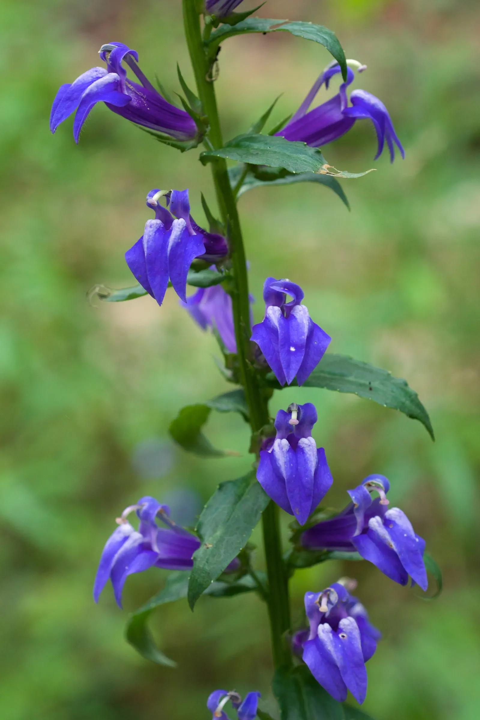 Great Blue Lobelia (Lobelia Siphilitica) — Growing to an average height of 2 to 3 feet with a spread of about 1 to 1.5 feet; well-drained, rich soil will