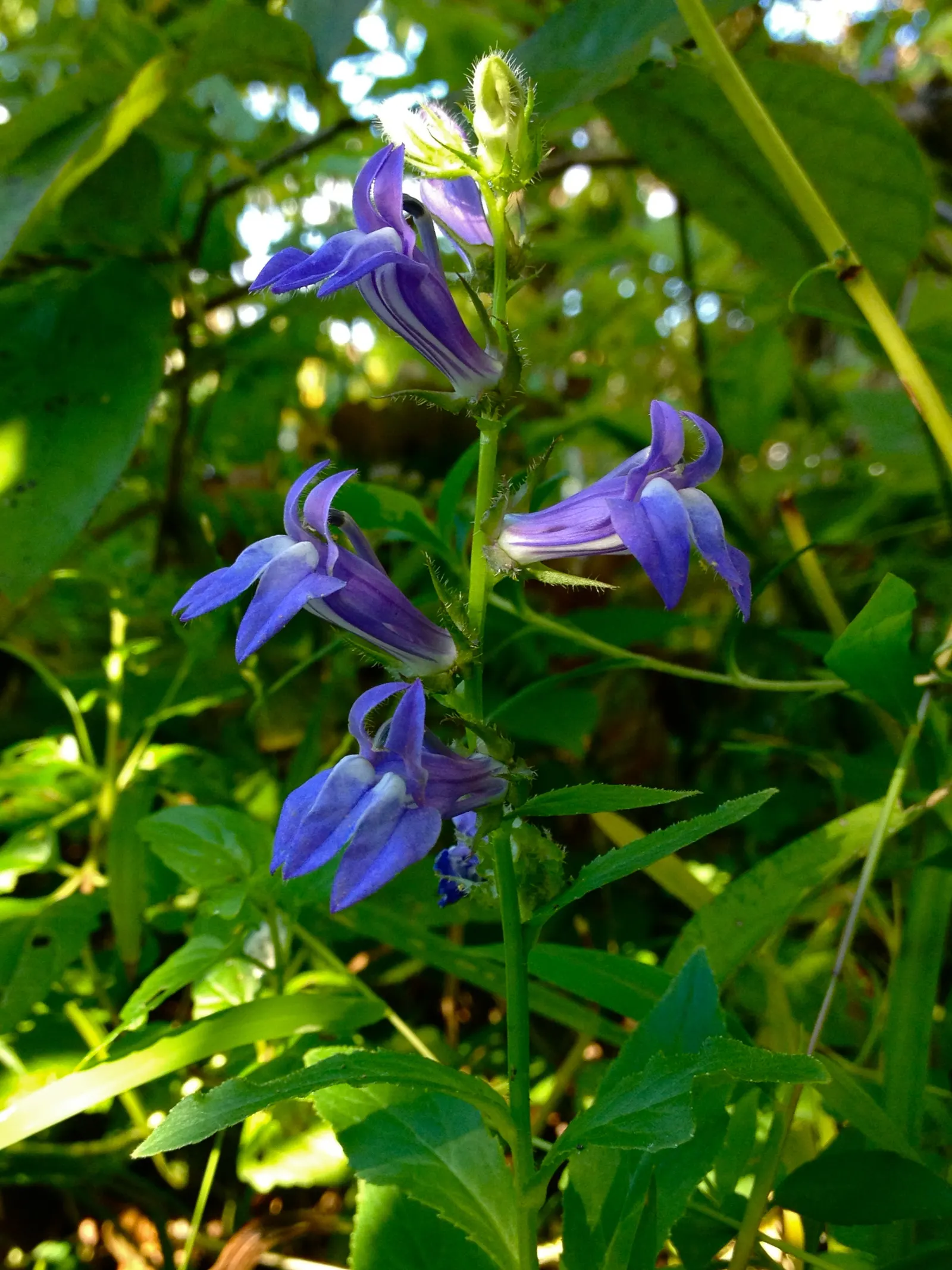 Great Blue Lobelia (Lobelia Siphilitica) — perennial with blue blooms; creating a dense floral display that is highly attractive to butterflies