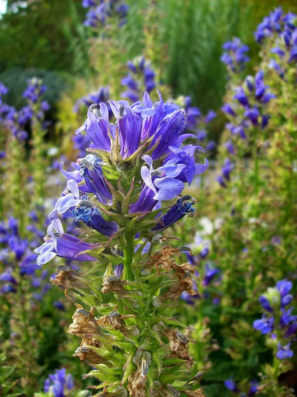 Great Blue Lobelia (Lobelia Siphilitica) — is a striking herbaceous perennial native to the eastern and central regions of the United States; measuring about 1