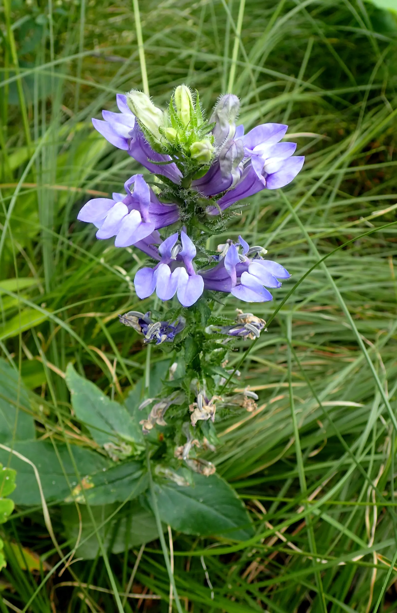 Great Blue Lobelia (Lobelia Siphilitica) — this North American native thrives in USDA zones 4-9; this plant makes an eye-catching addition to any, image 50