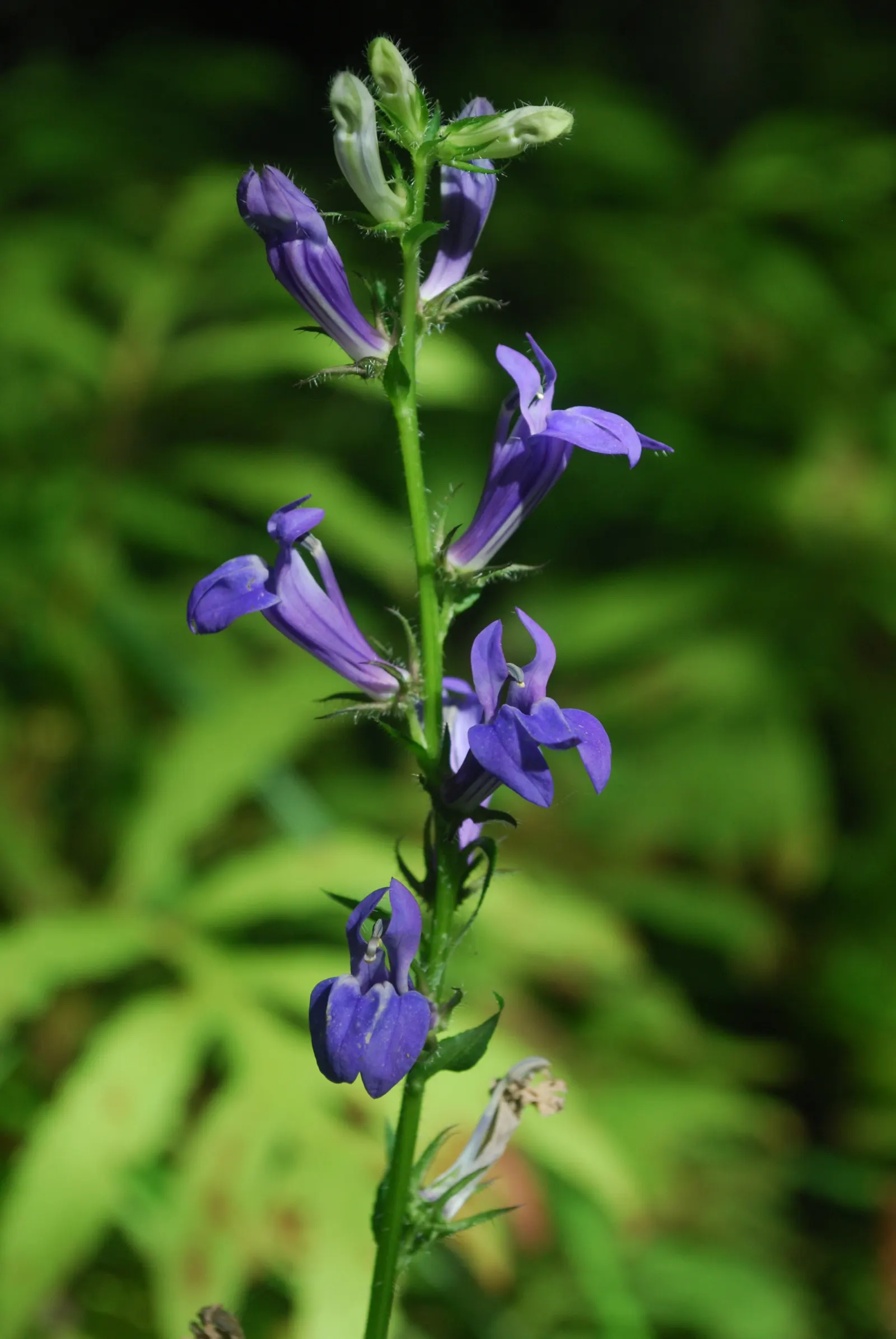 Great Blue Lobelia (Lobelia Siphilitica) — Growing to an average height of 2 to 3 feet with a spread of about 1 to 1.5 feet; well-drained, rich, image 58