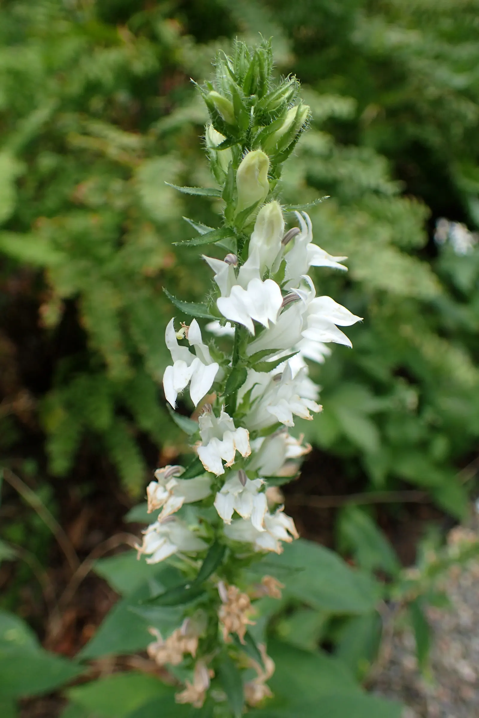 Great Blue Lobelia (Lobelia Siphilitica) — Well-drained, rich soil will encourage optimal growth; growing to an average height of 2 to 3 feet with a spread of