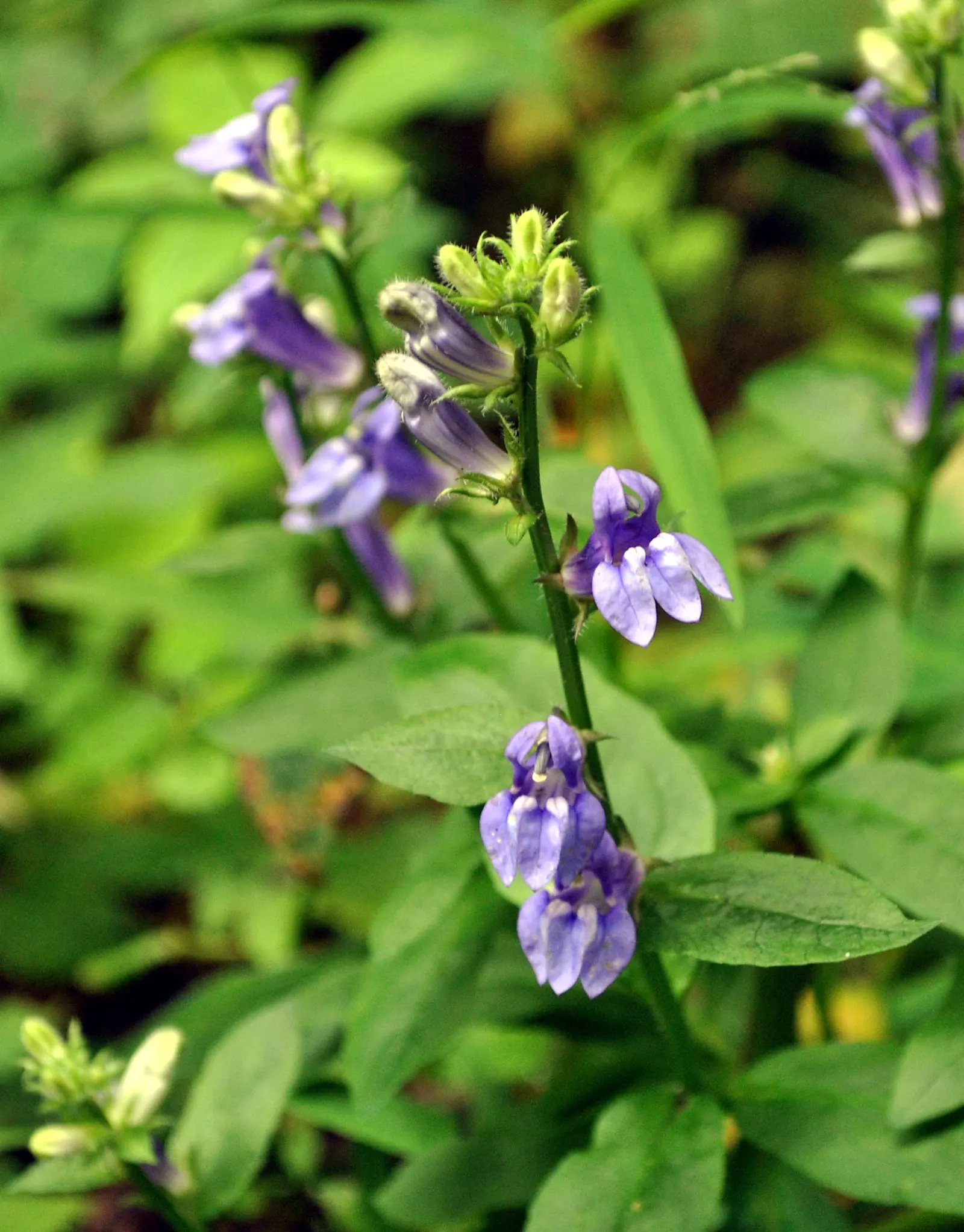 Great Blue Lobelia (Lobelia Siphilitica) — enhancing garden biodiversity