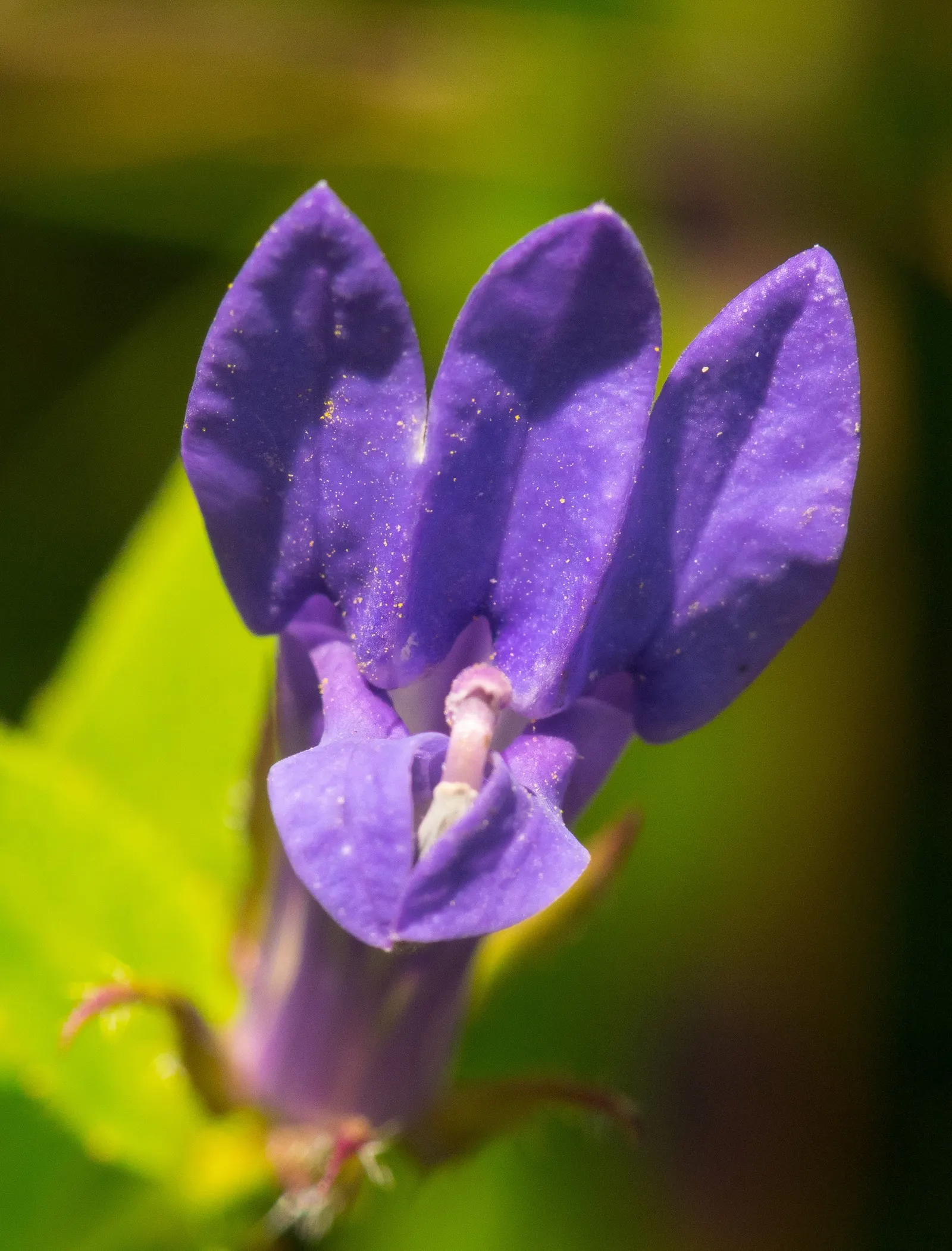 Great Blue Lobelia (Lobelia Siphilitica) — and partially shaded sites; and its striking blooms add late-season color when many other plants are, image 51