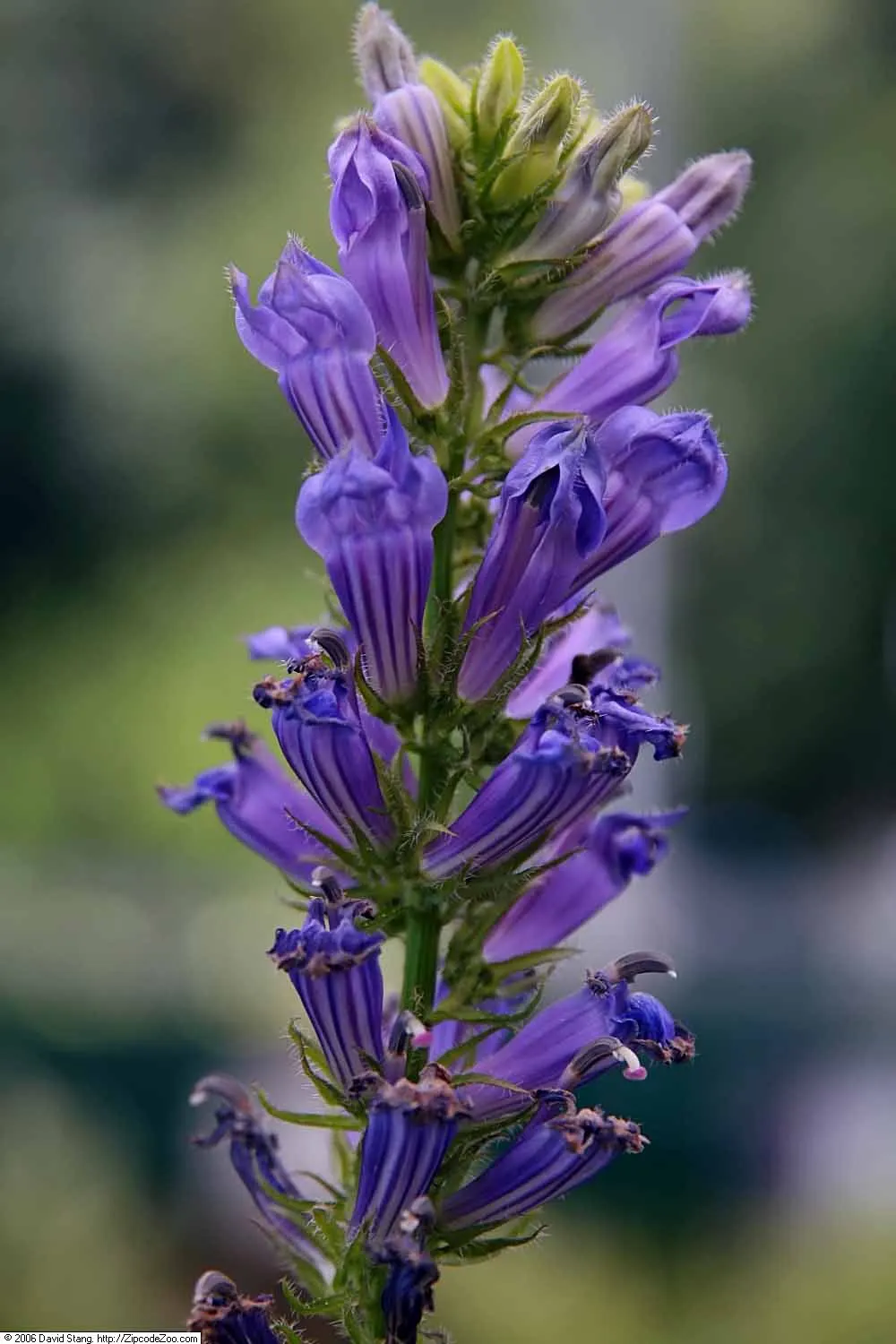 Great Blue Lobelia (Lobelia Siphilitica) — Well-drained, rich soil will encourage optimal growth