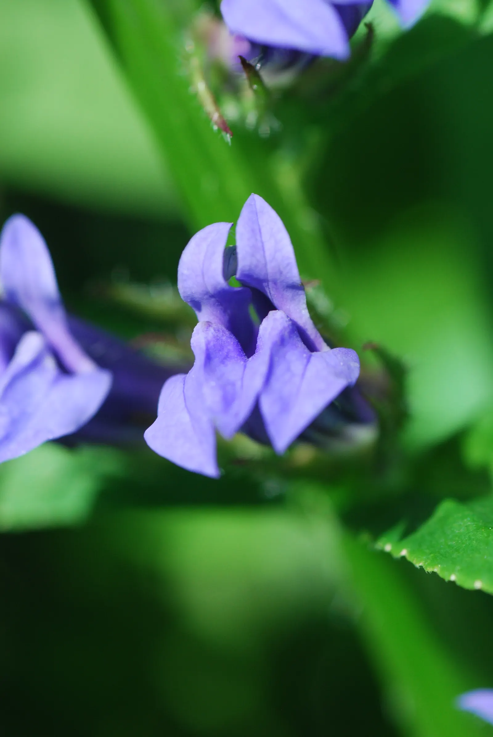 Great Blue Lobelia (Lobelia Siphilitica) — creating a dense floral display that is highly attractive to butterflies; perennial with blue blooms