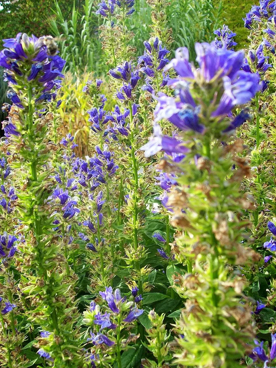Great Blue Lobelia (Lobelia Siphilitica) — creating a lush backdrop for the vivid blooms