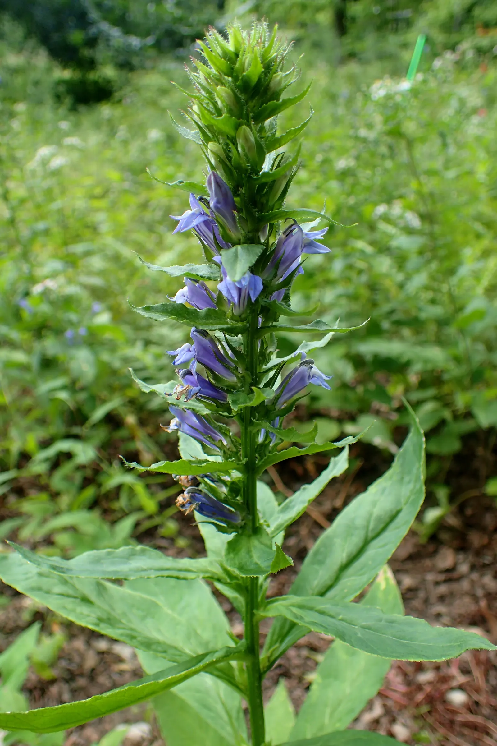 Great Blue Lobelia (Lobelia Siphilitica) — this plant makes an eye-catching addition to any garden with its deep blue to violet flowers; this North, image 59