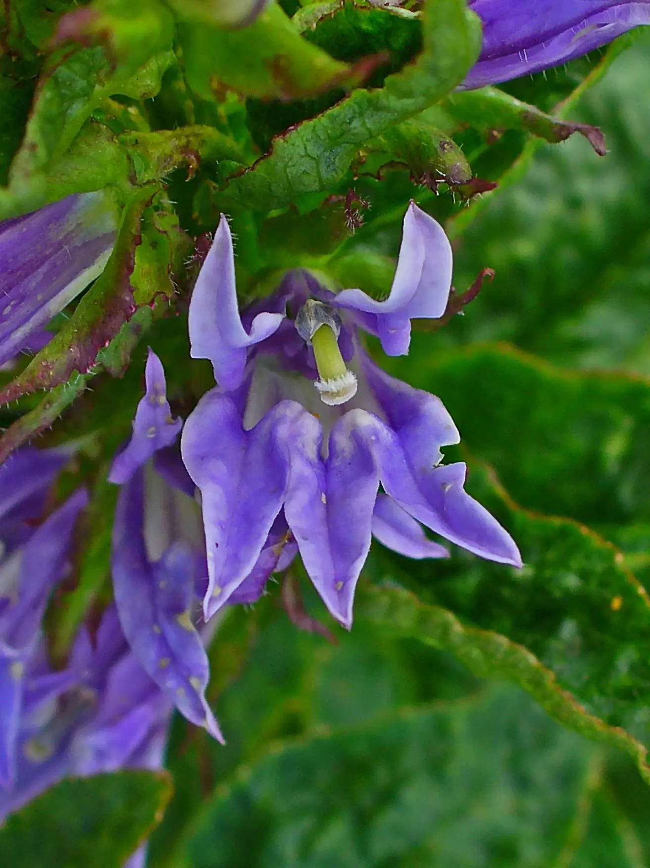 Great Blue Lobelia (Lobelia Siphilitica) — this North American native thrives in USDA zones 4-9