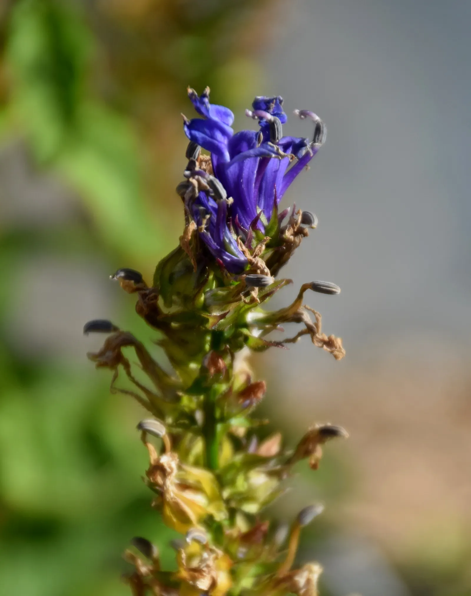 Great Blue Lobelia (Lobelia Siphilitica) — perennial for full or half