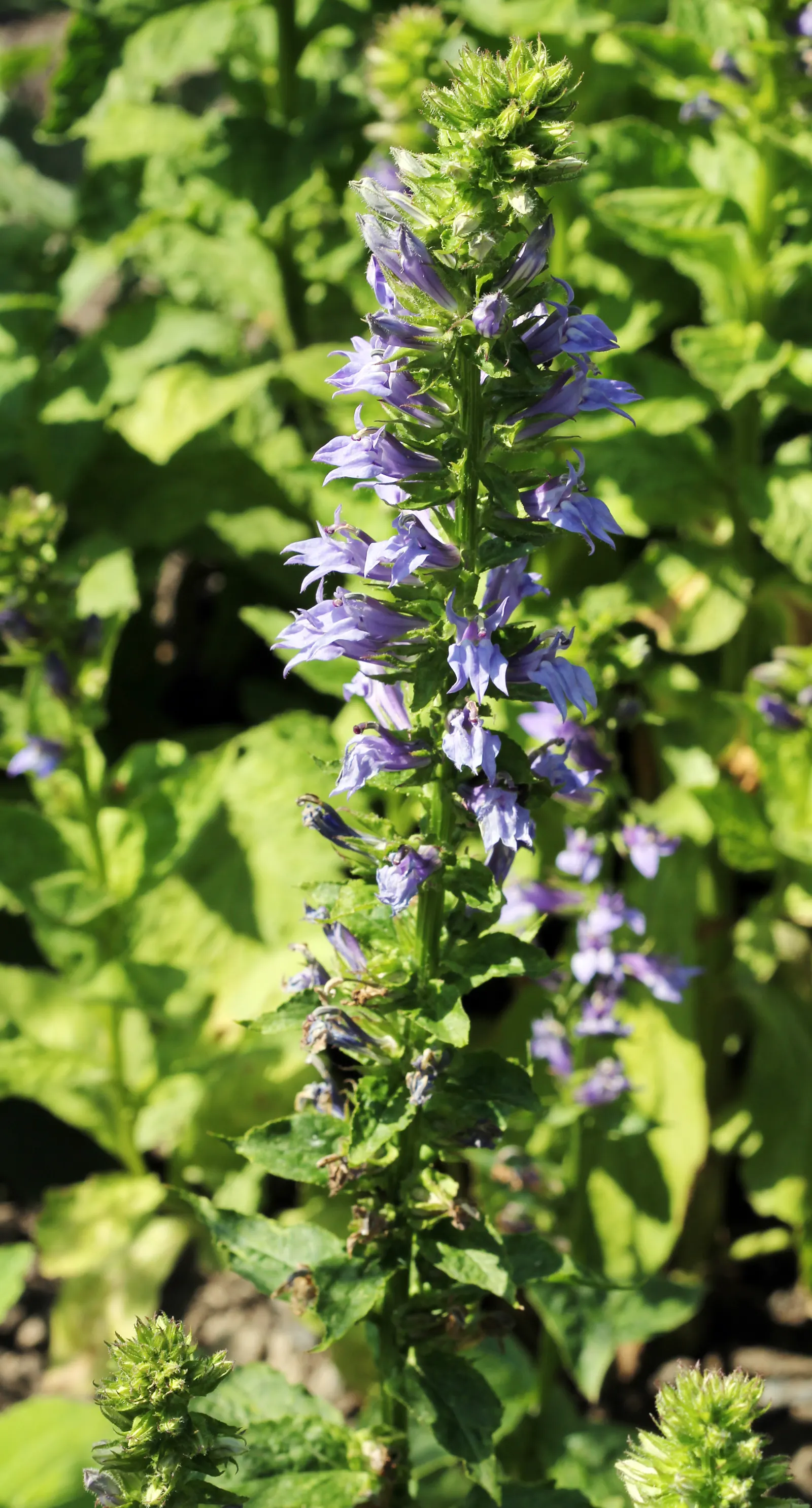 Great Blue Lobelia (Lobelia Siphilitica) — Lobelia siphilitica prefers consistently moist to wet soils and thrives in full sun to part shade conditions