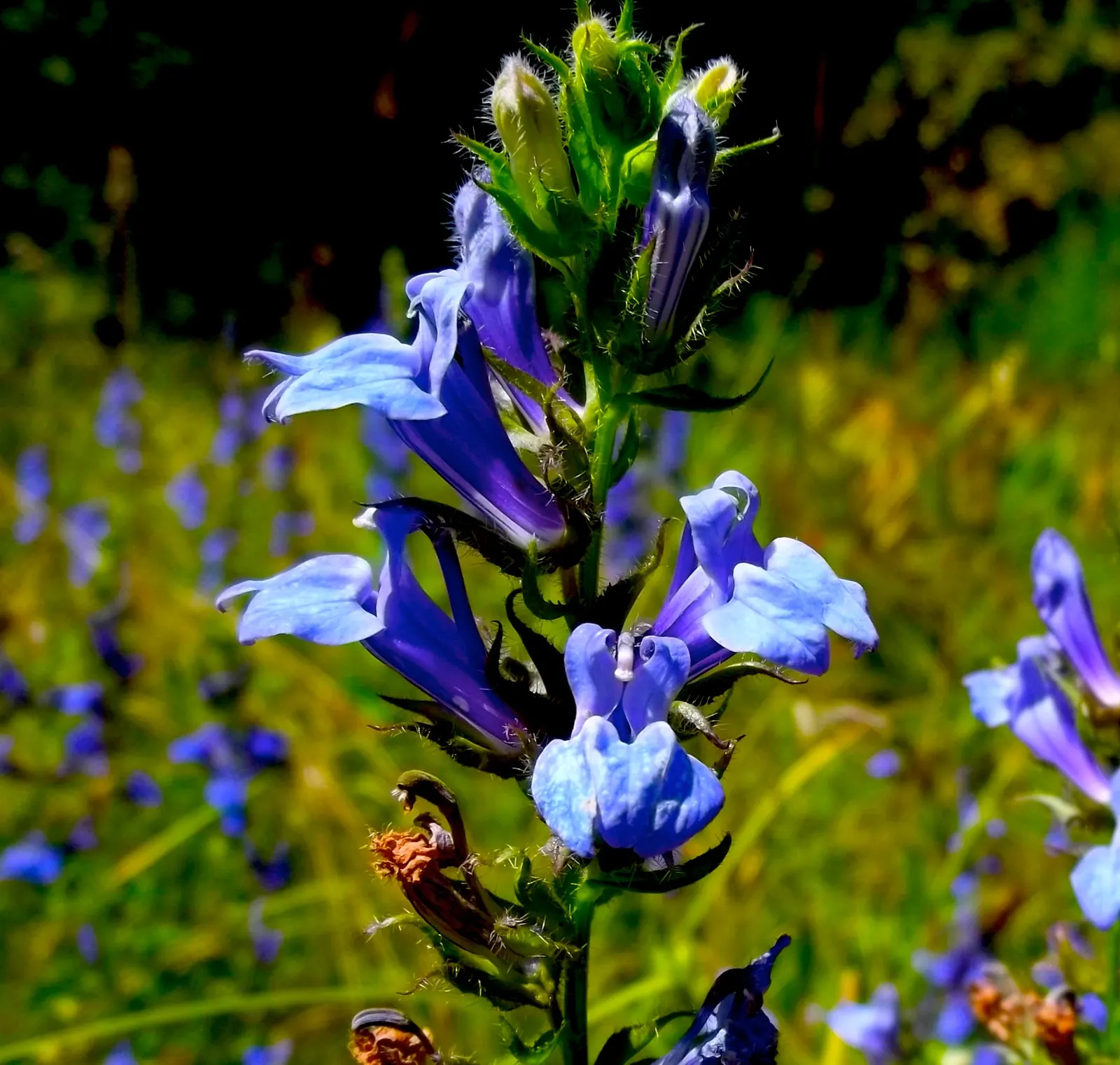 Great Blue Lobelia (Lobelia Siphilitica) — it attracts butterflies and hummingbirds; and other pollinators.<br><br>The foliage of this species is lance-shaped