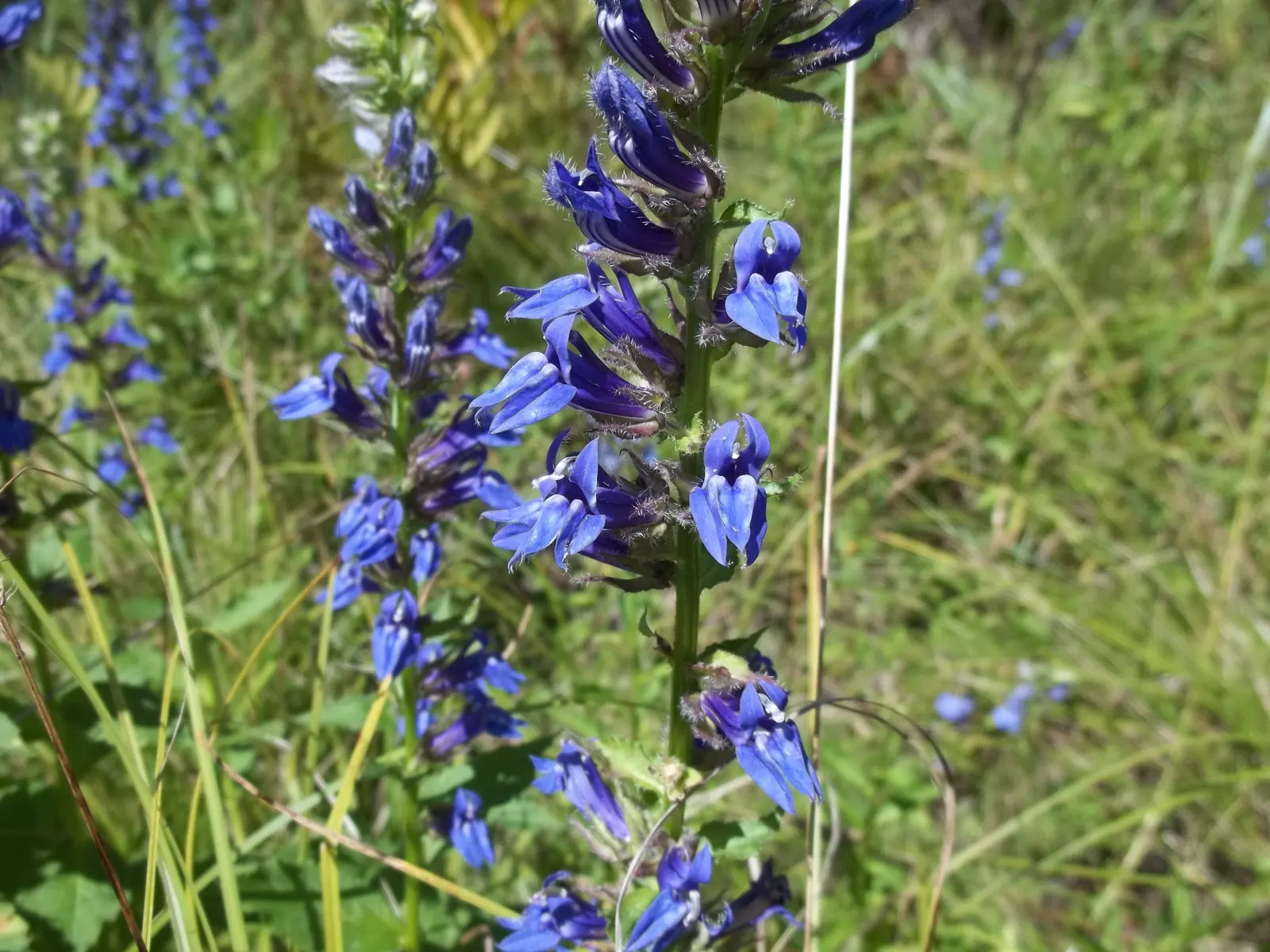 Great Blue Lobelia (Lobelia Siphilitica) — scientifically known as Lobelia siphilitica; blooming from late summer to early fall