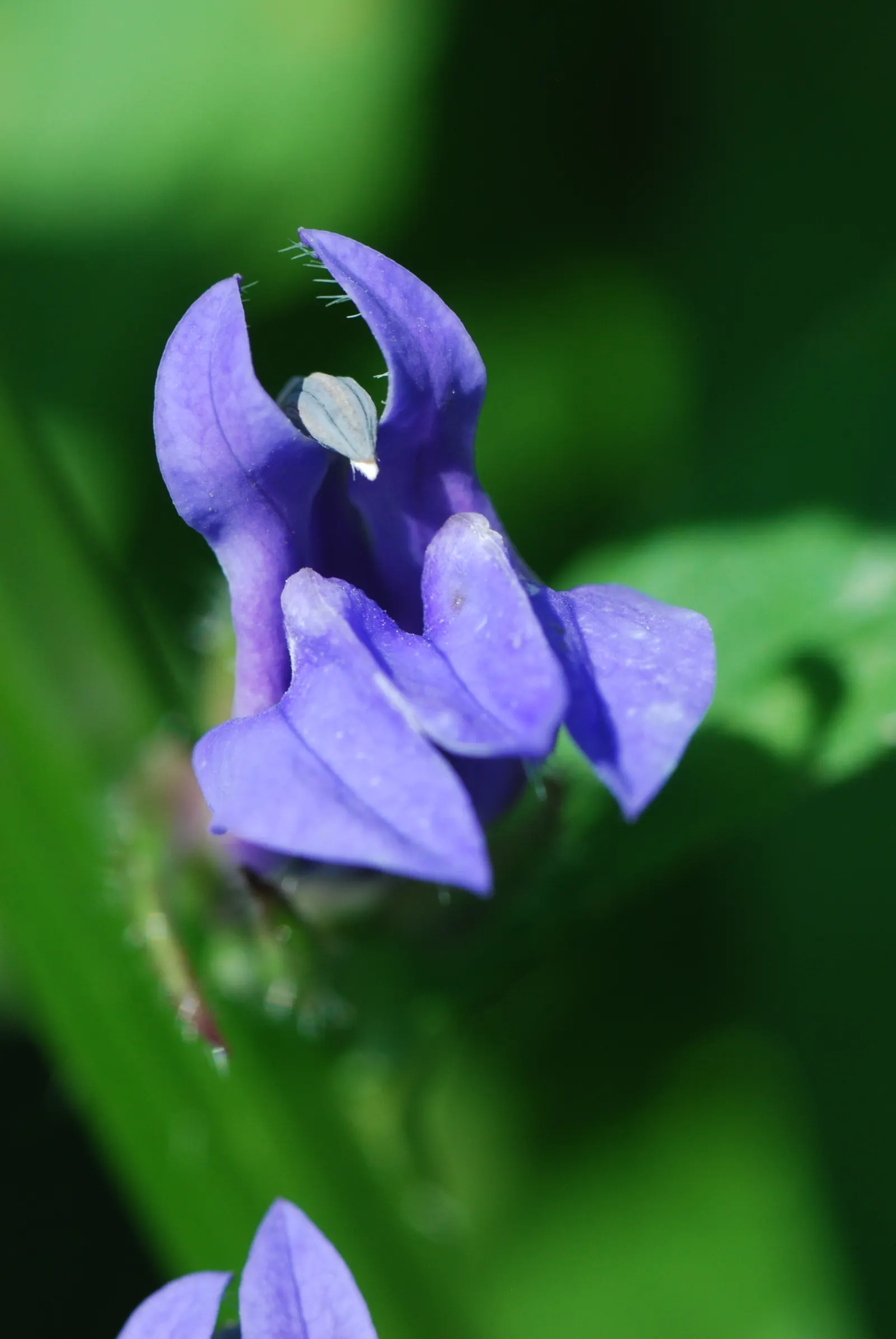 Great Blue Lobelia (Lobelia Siphilitica) — blue flowers in the garden; enhancing garden biodiversity