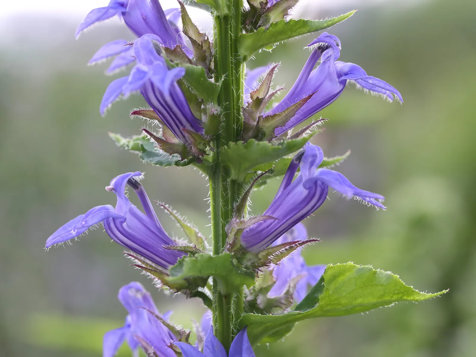 Great Blue Lobelia (Lobelia Siphilitica) — this plant makes an eye-catching addition to any garden with its deep blue to violet flowers