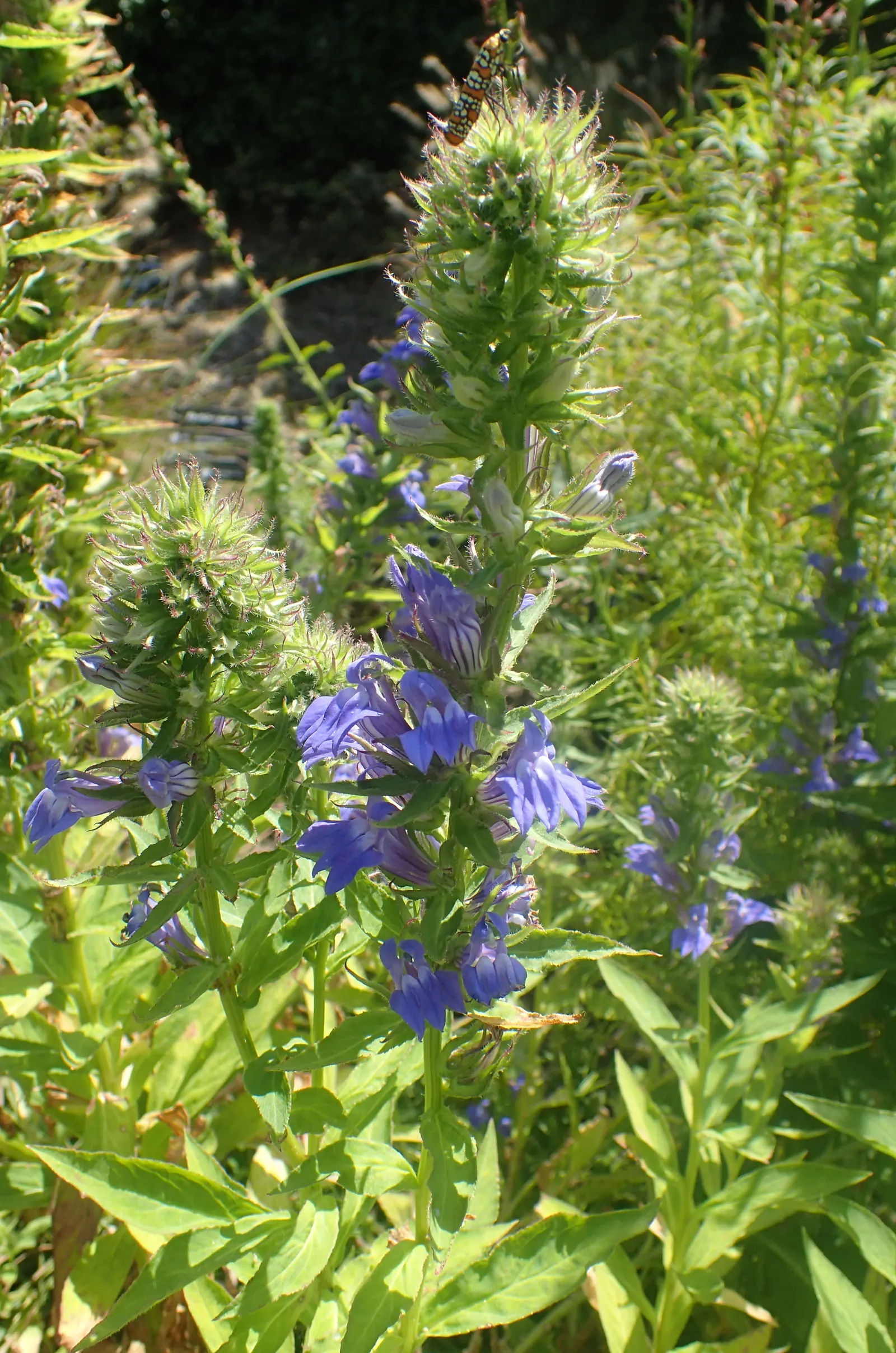 Great Blue Lobelia (Lobelia Siphilitica) — perennial for full or half; adding functional benefits to its ornamental appeal