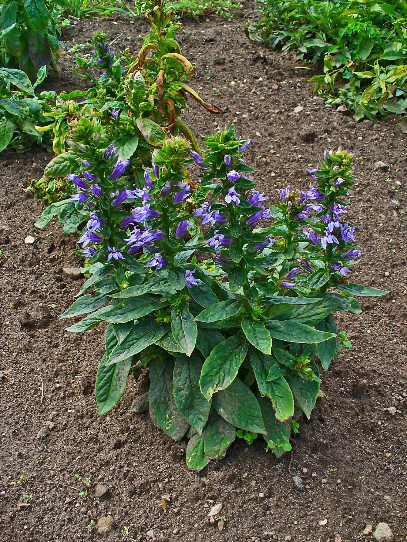 Great Blue Lobelia (Lobelia Siphilitica) — Blooming from late summer to early fall; scientifically known as Lobelia siphilitica