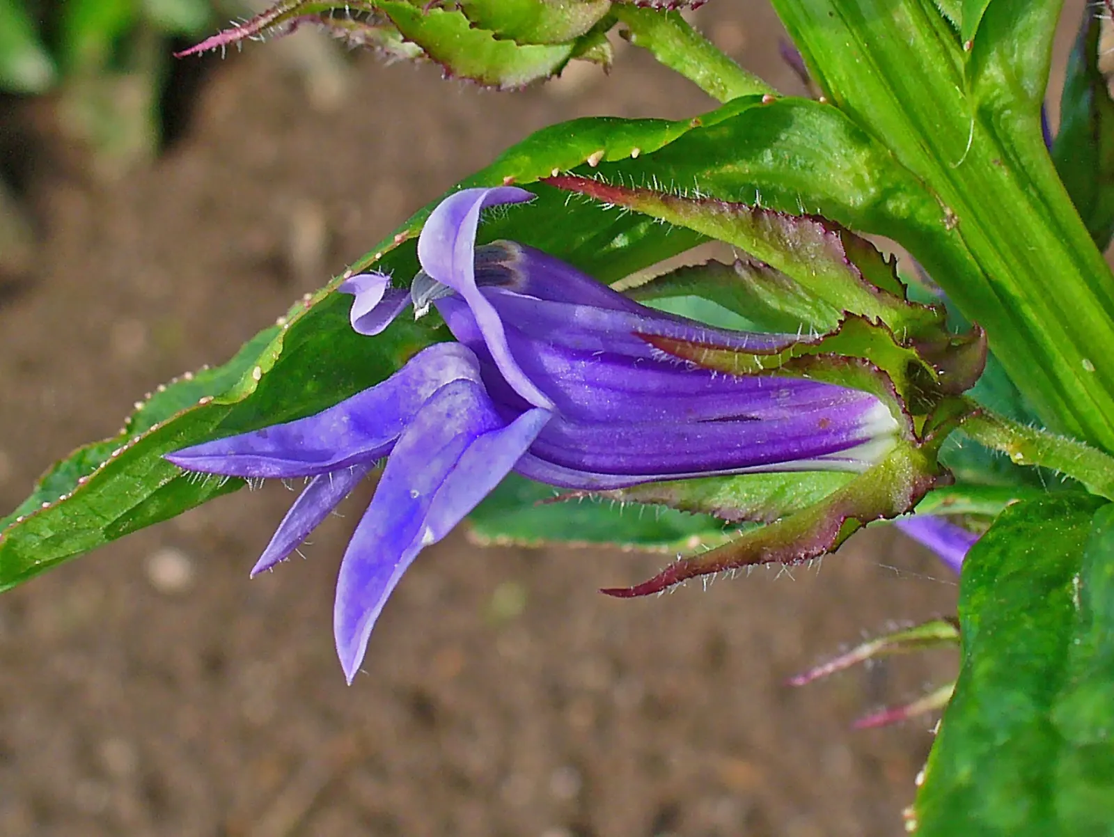 Great Blue Lobelia (Lobelia Siphilitica) — enhancing garden biodiversity; blue flowers in the garden