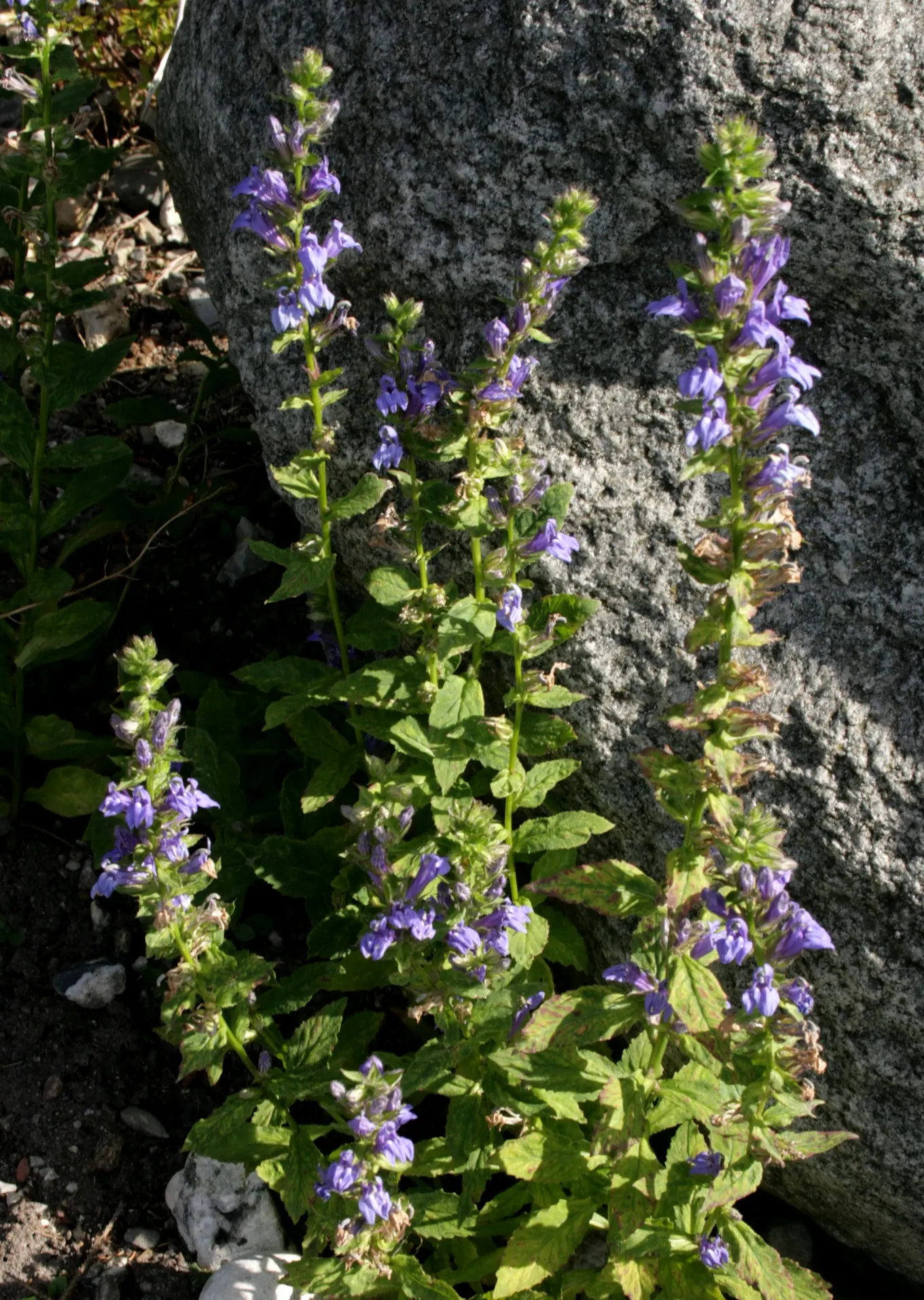 Great Blue Lobelia (Lobelia Siphilitica) — this plant makes an eye-catching addition to any garden with its deep blue to violet flowers; this North American