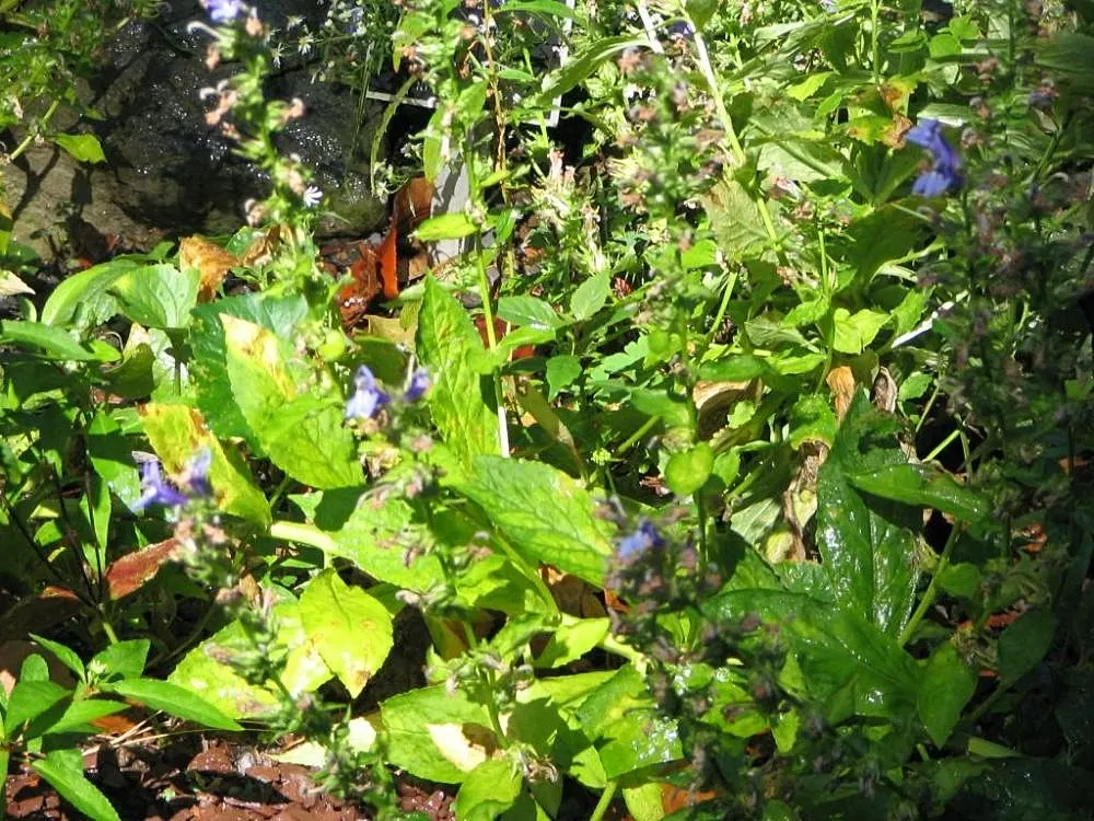 Great Blue Lobelia (Lobelia Siphilitica) — It grows up to 2-3 feet tall and spreads about 1-1.5 feet wide; ideal for adding vertical interest