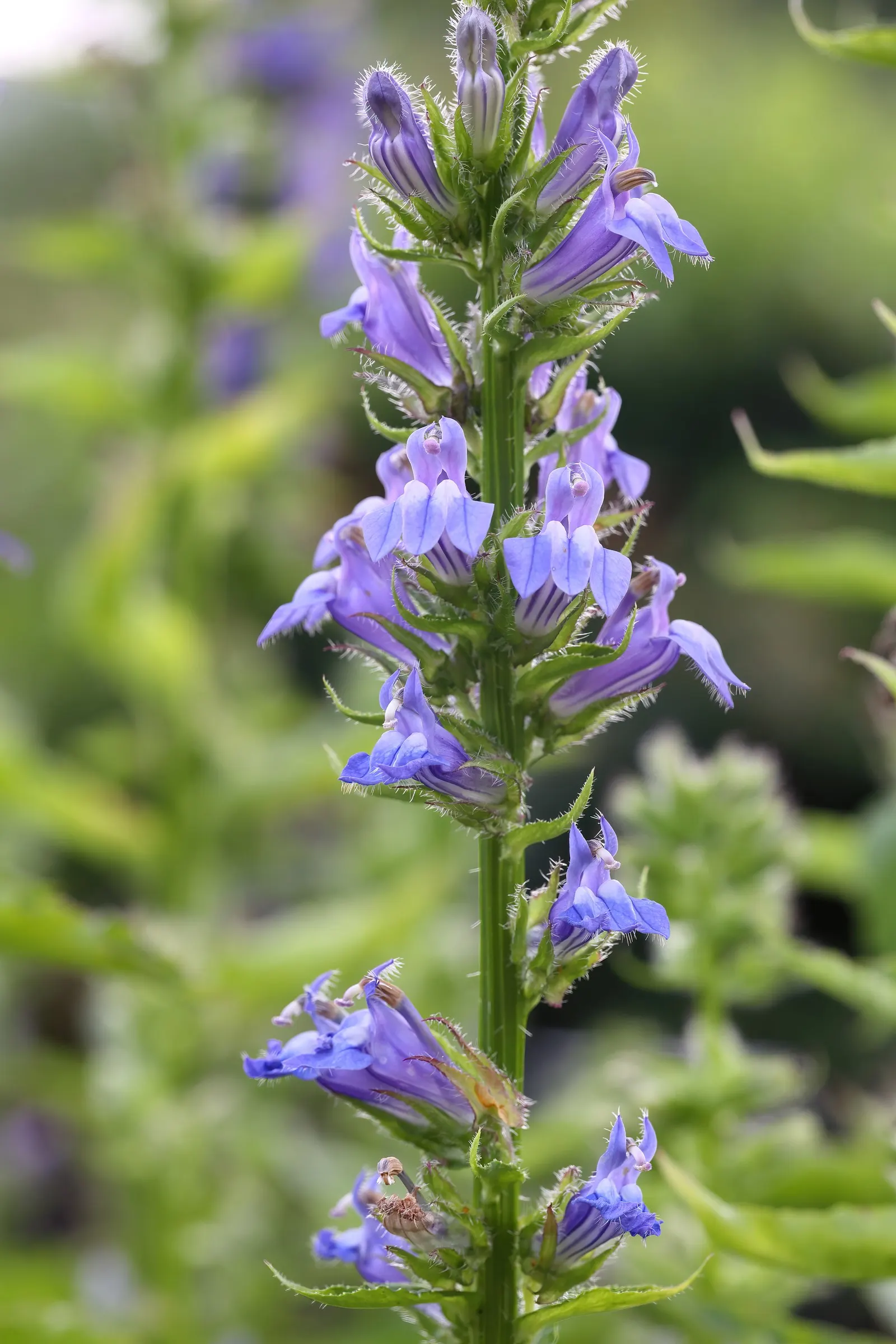 Great Blue Lobelia (Lobelia Siphilitica) — This low-maintenance perennial is also relatively deer resistant