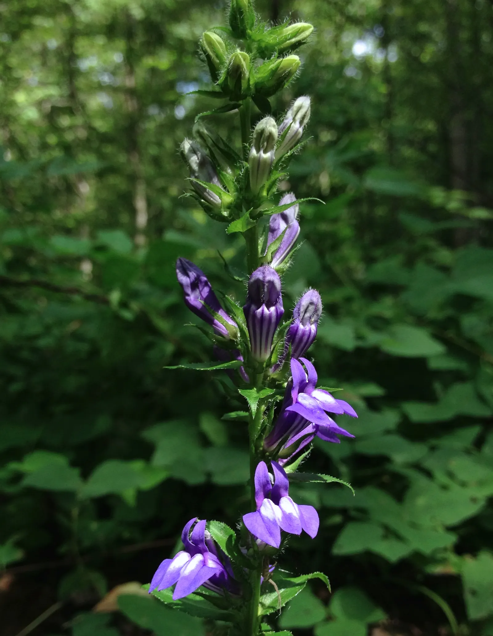 Great Blue Lobelia (Lobelia Siphilitica) — creating a lush backdrop for the vivid blooms; they cling closely to upright