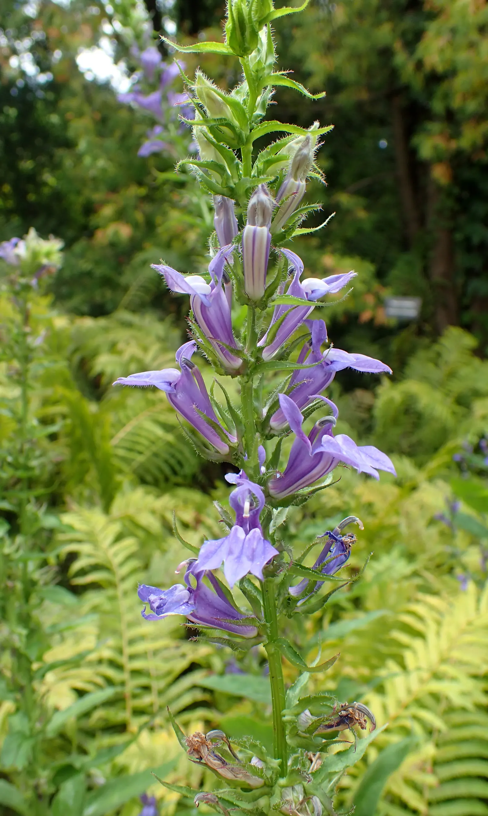 Great Blue Lobelia (Lobelia Siphilitica) — and other pollinators.<br><br>The foliage of this species is lance-shaped and light to medium green; it attracts