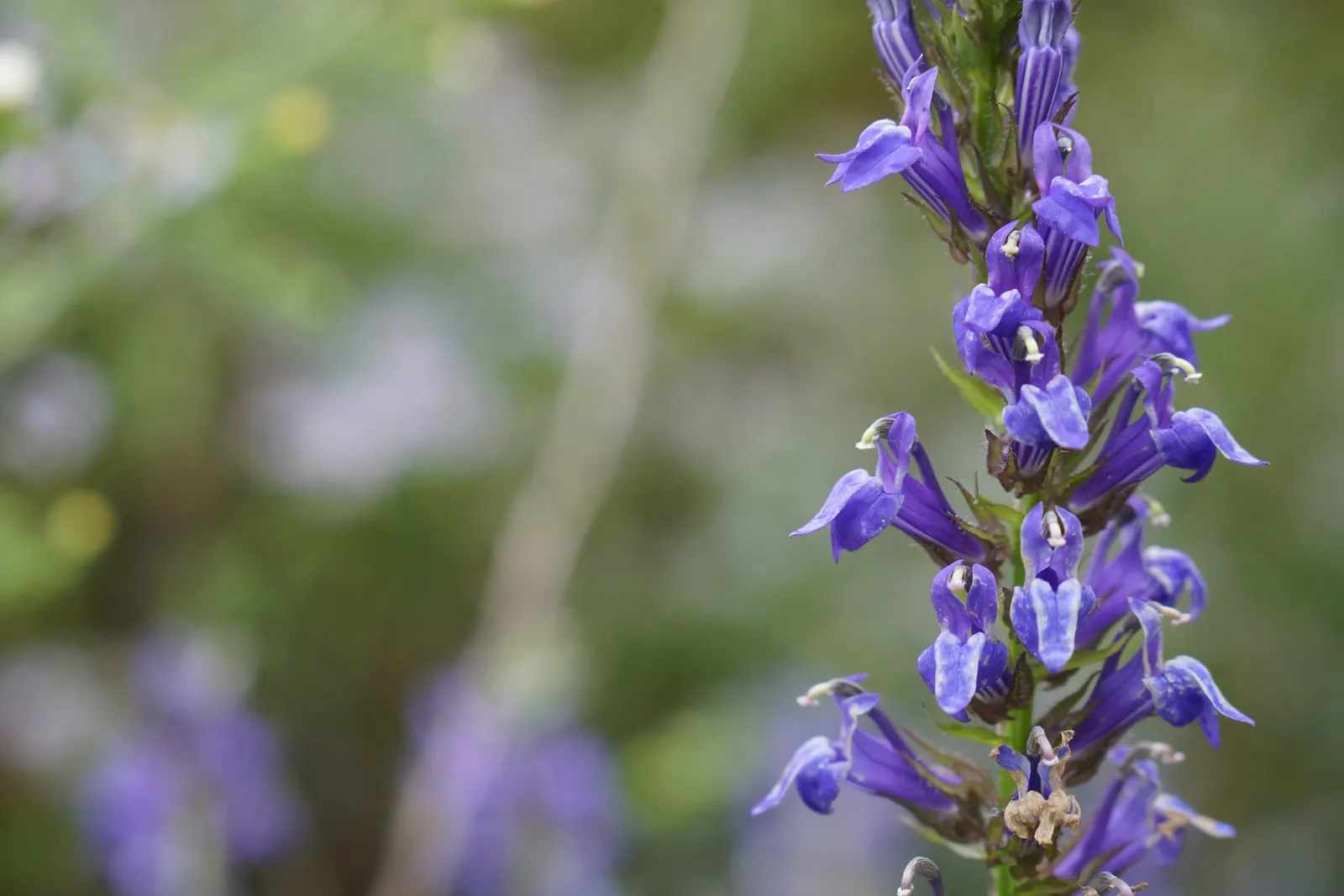 Great Blue Lobelia (Lobelia Siphilitica) — It grows up to 2-3 feet tall and spreads about 1-1.5 feet wide