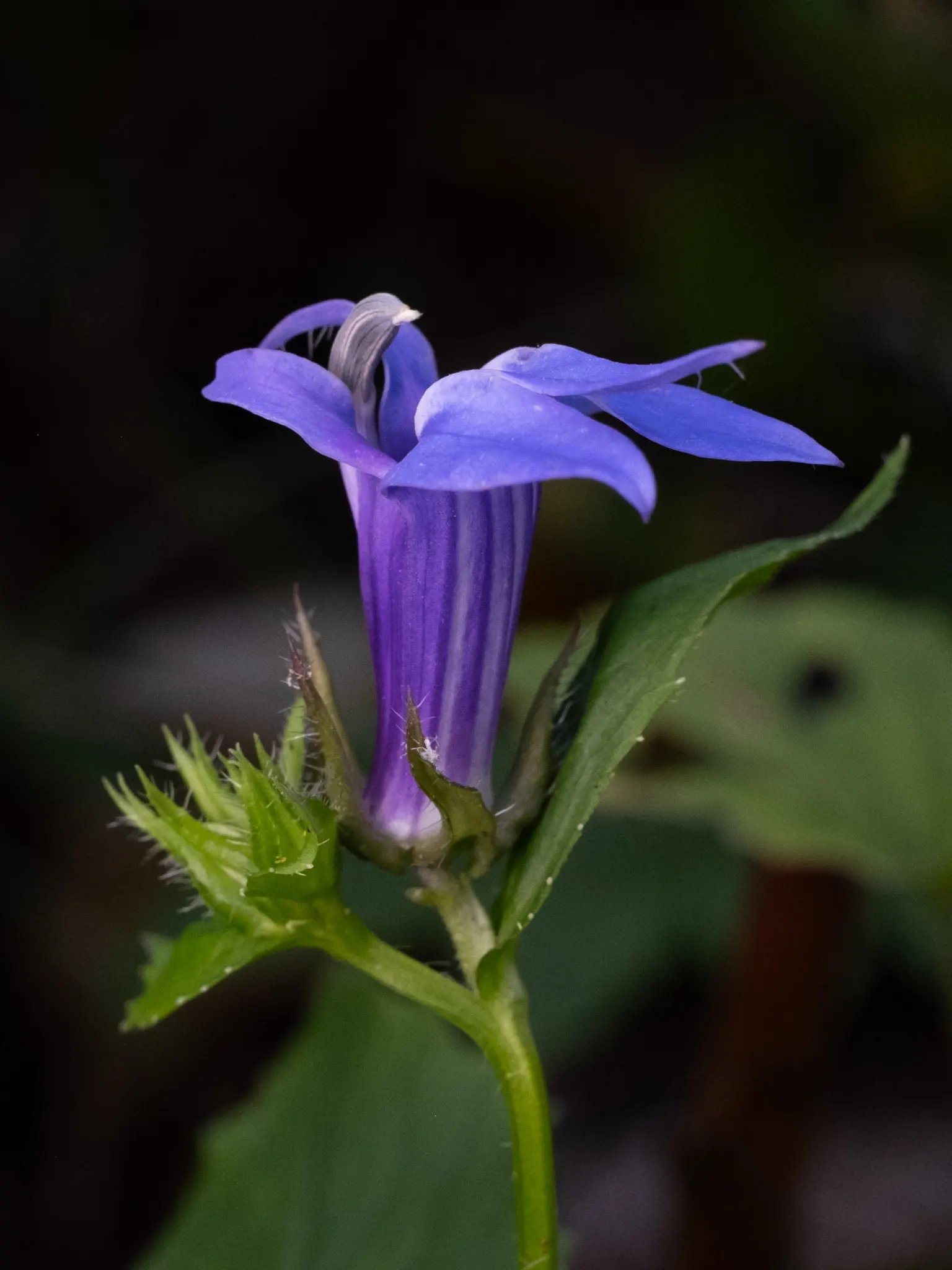 Great Blue Lobelia (Lobelia Siphilitica) — adding functional benefits to its ornamental appeal; perennial for full or half