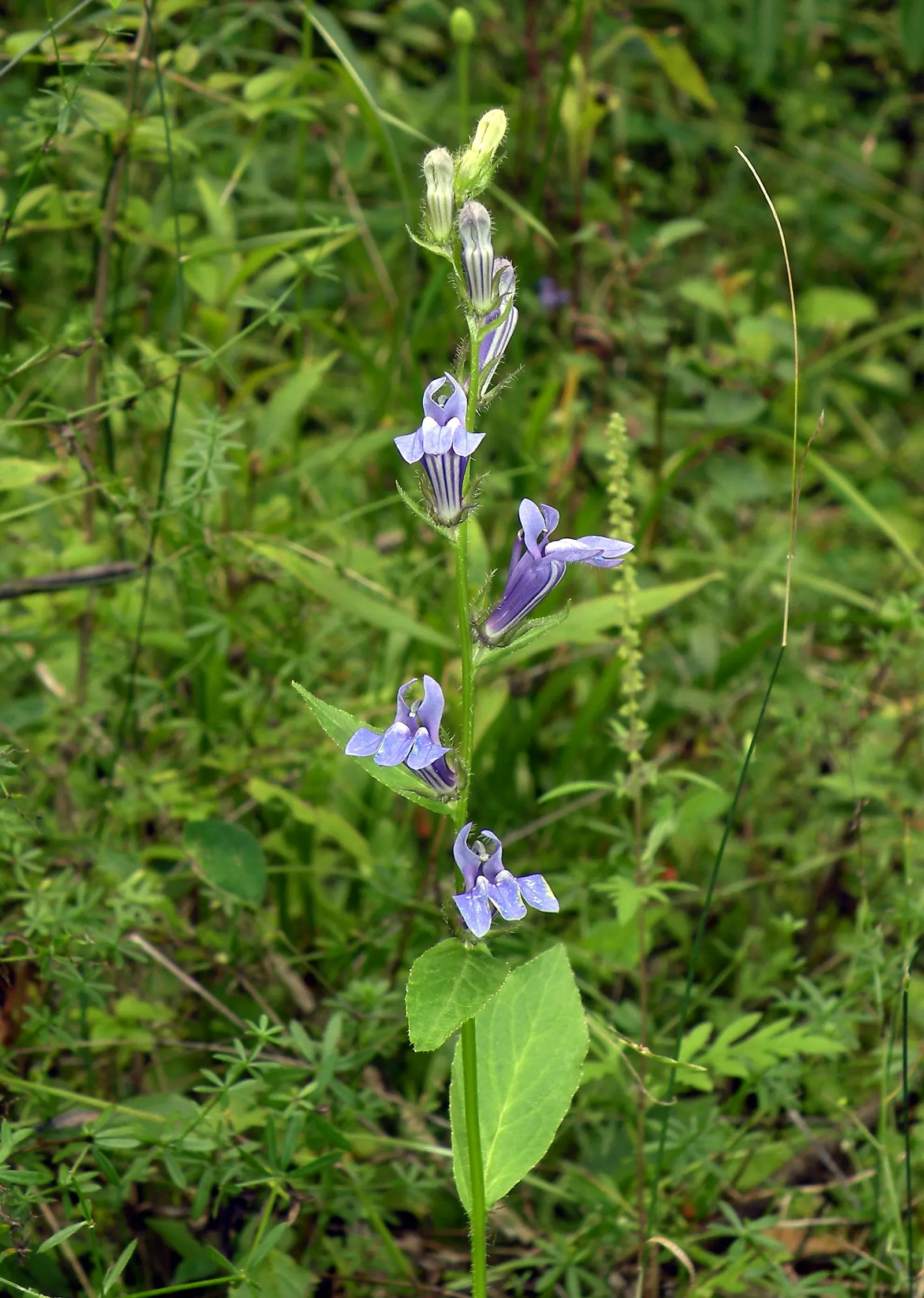 Great Blue Lobelia (Lobelia Siphilitica) — scientifically known as Lobelia siphilitica; blooming from late summer to early fall, image 56