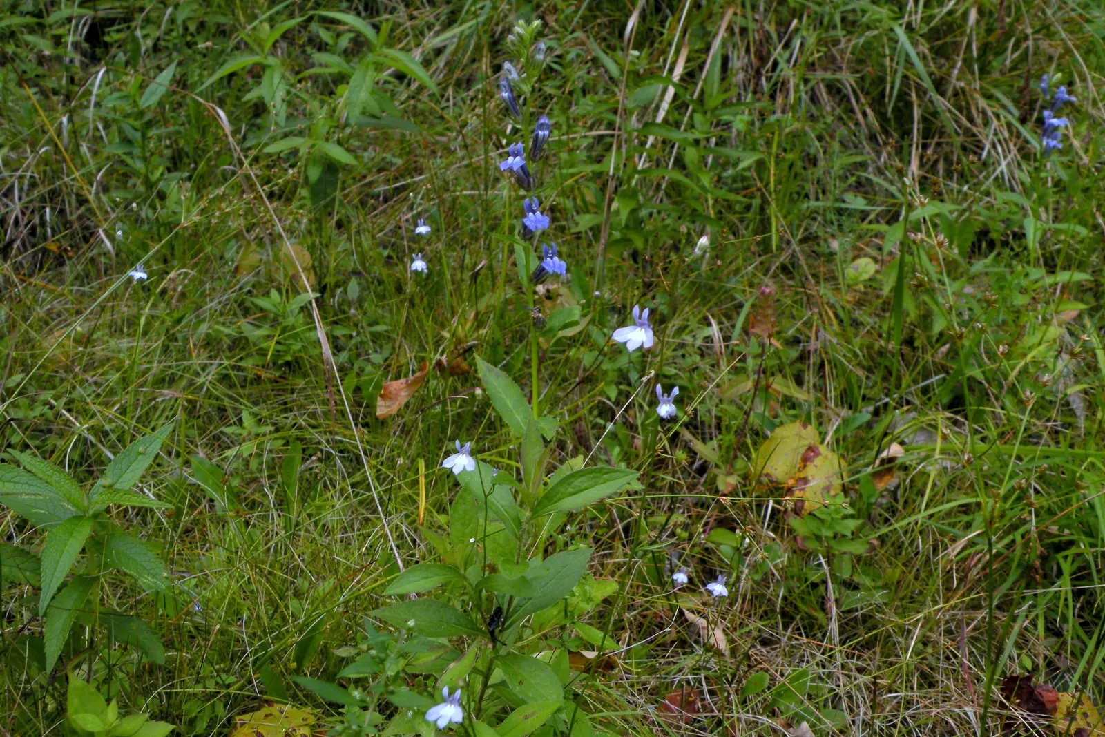 Great Blue Lobelia (Lobelia Siphilitica) — enhancing garden biodiversity; blue flowers in the garden, image 55