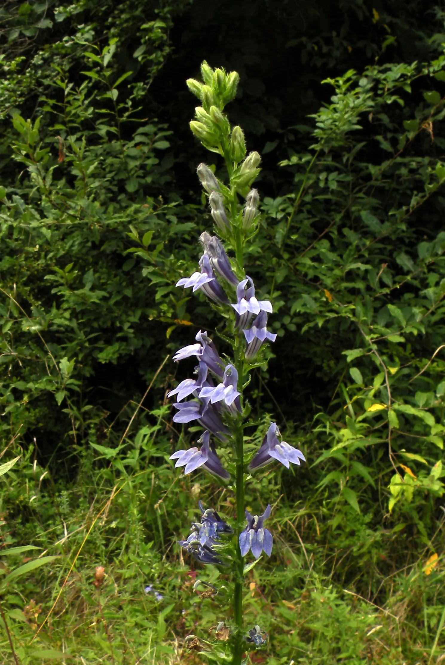 Great Blue Lobelia (Lobelia Siphilitica) — Blooming from late summer to early fall