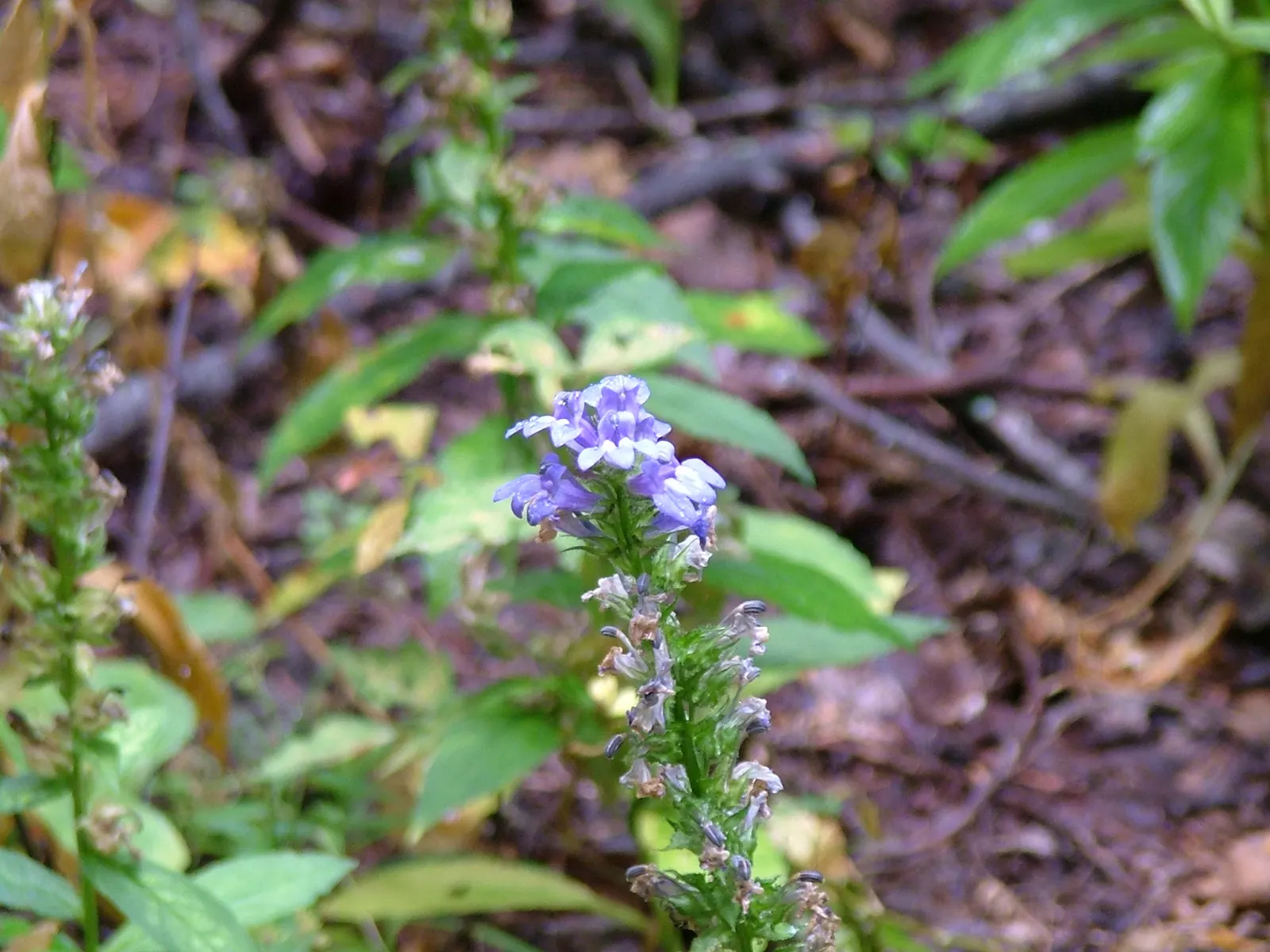 Great Blue Lobelia (Lobelia Siphilitica) — They cling closely to upright; creating a lush backdrop for the vivid blooms